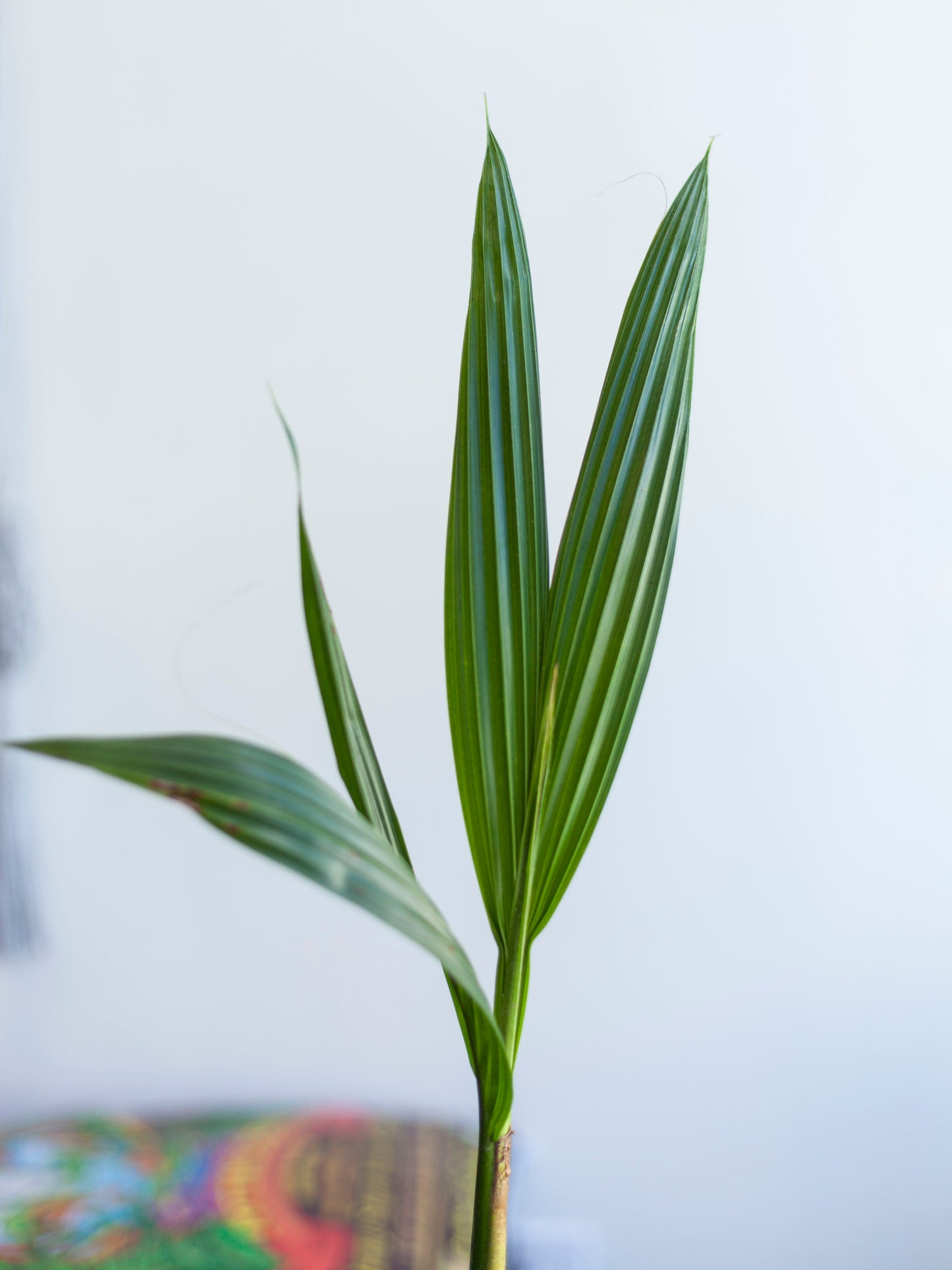 Coconut Palm 6"