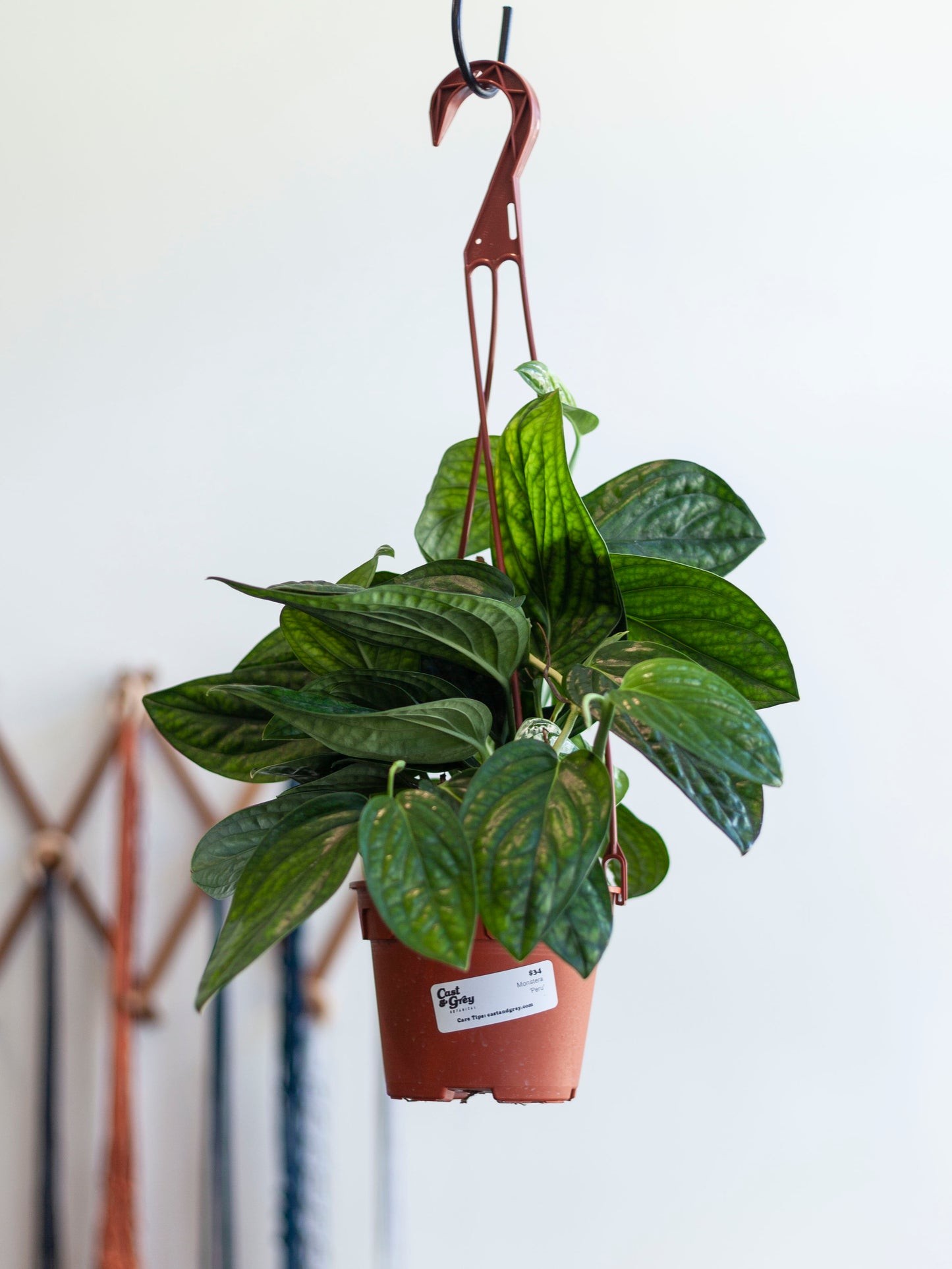 Monstera 'Peru' Hanging Basket 6"
