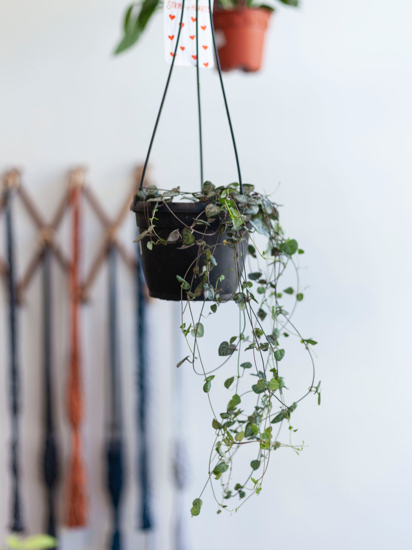 String of Hearts Hanging Basket 6"