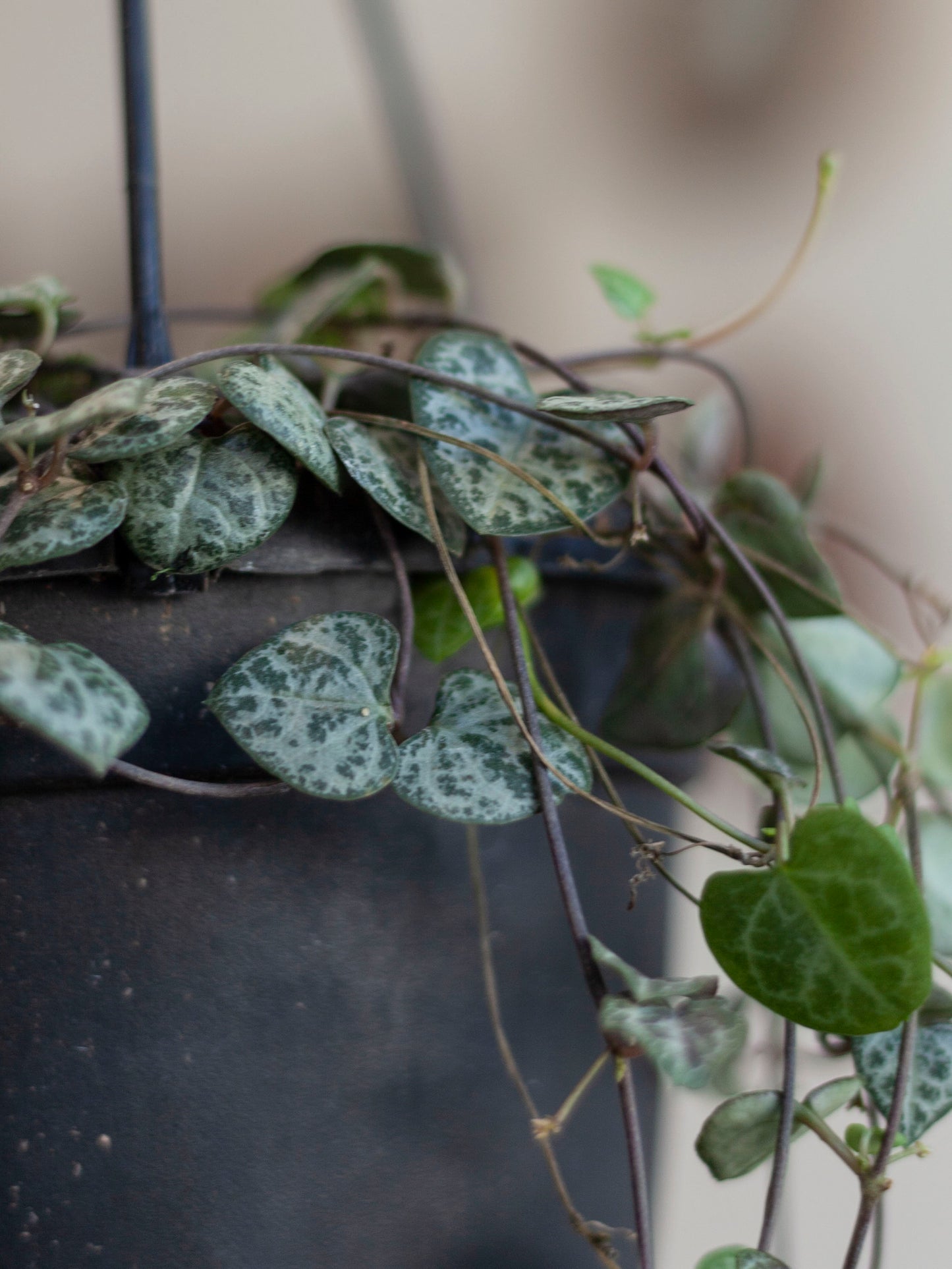 String of Hearts Hanging Basket 6"