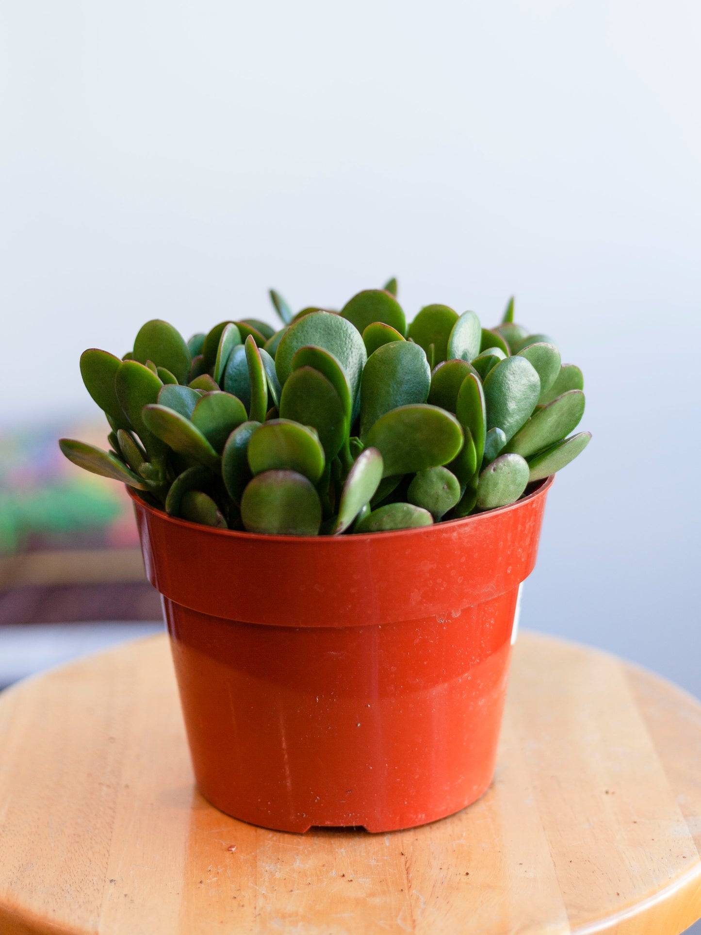 Jade Plant 6"