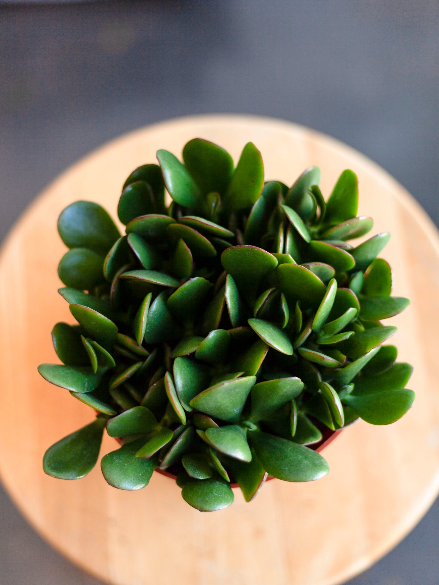 Jade Plant 6"