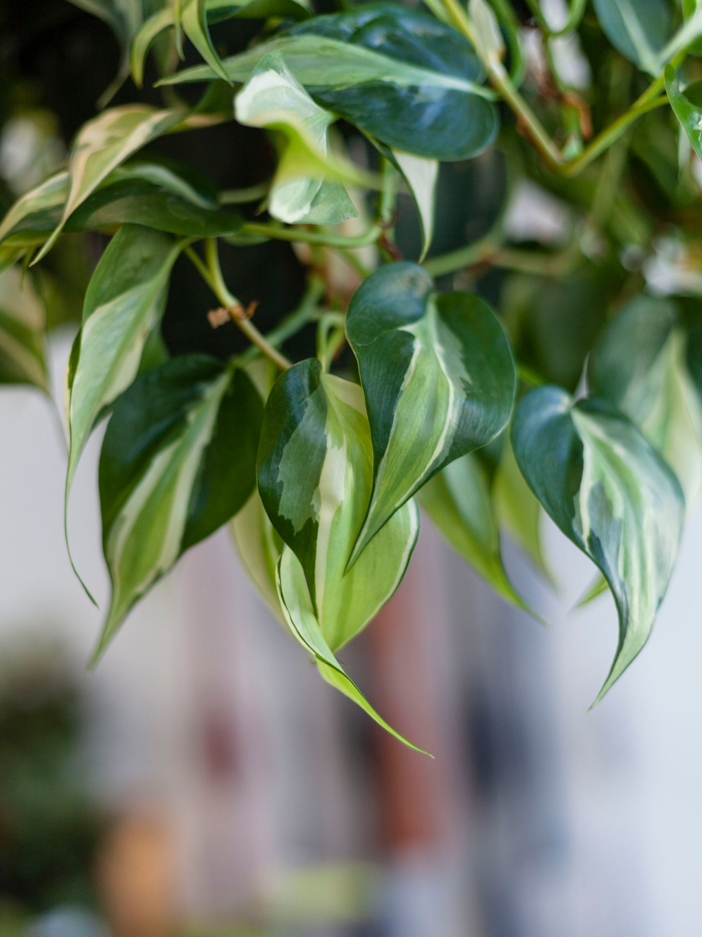Philodendron 'Rio Silver Stripe' Hanging Basket 8"