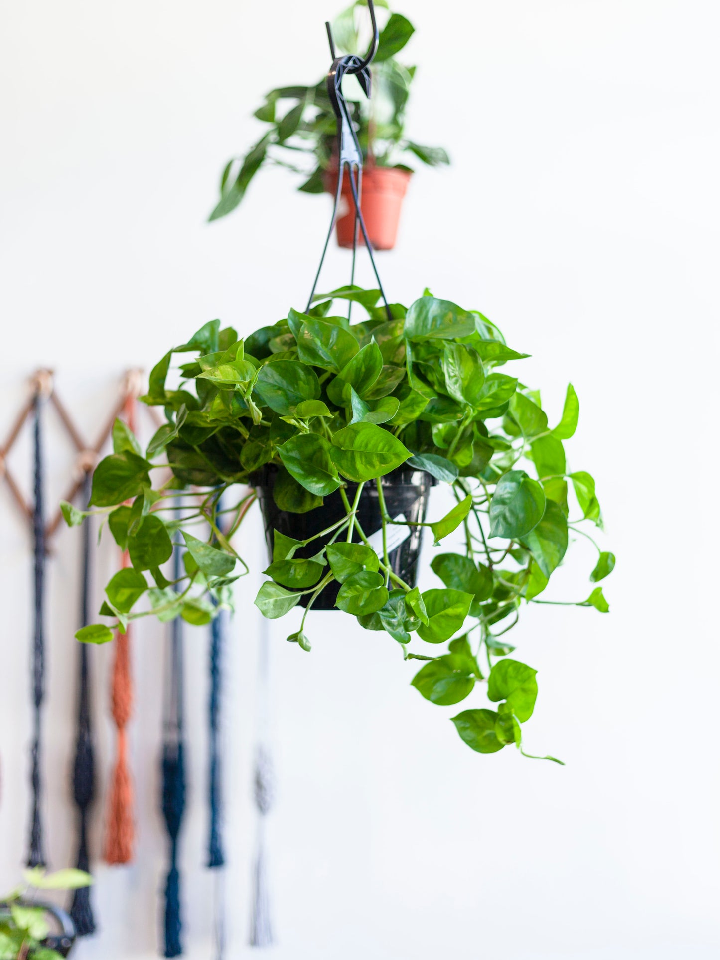 Pothos 'Global Green' Hanging Basket 8"