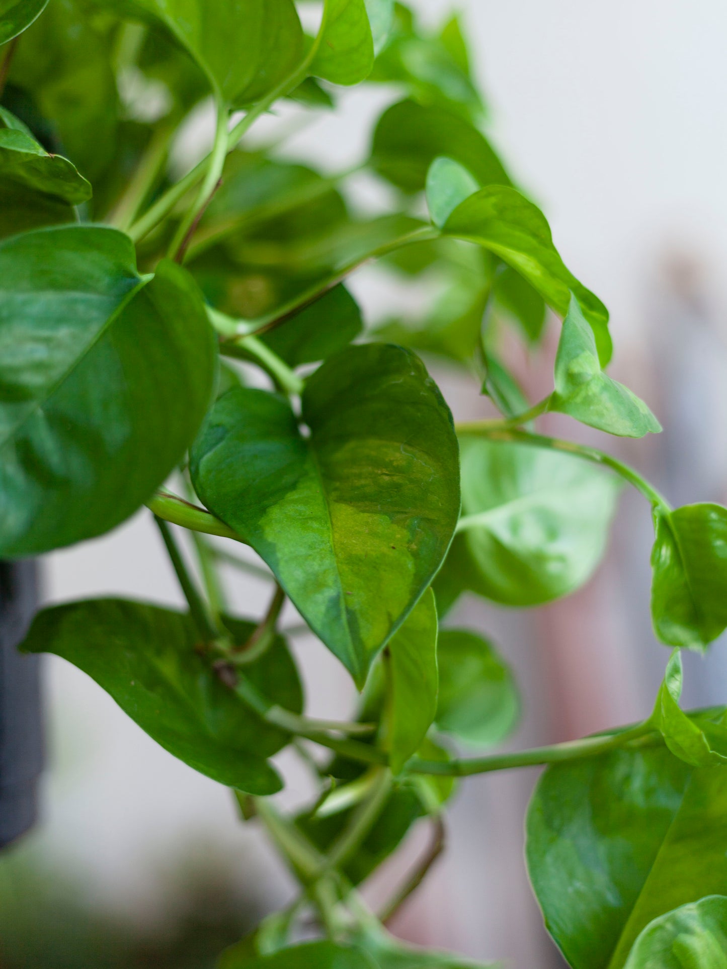 Pothos 'Global Green' Hanging Basket 8"