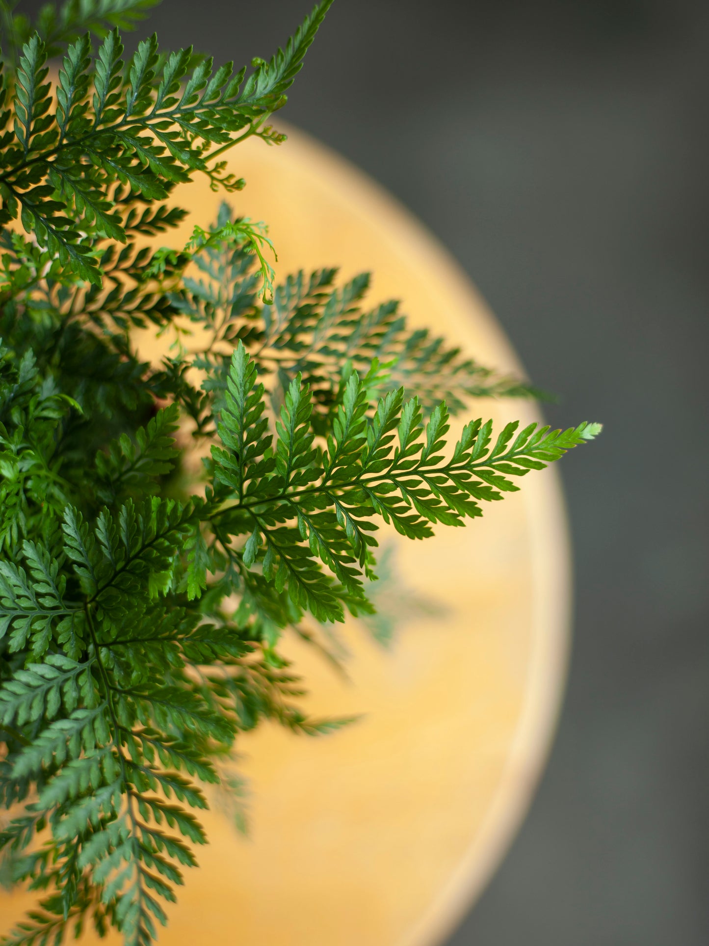 Rabbit's Foot Fern 4"