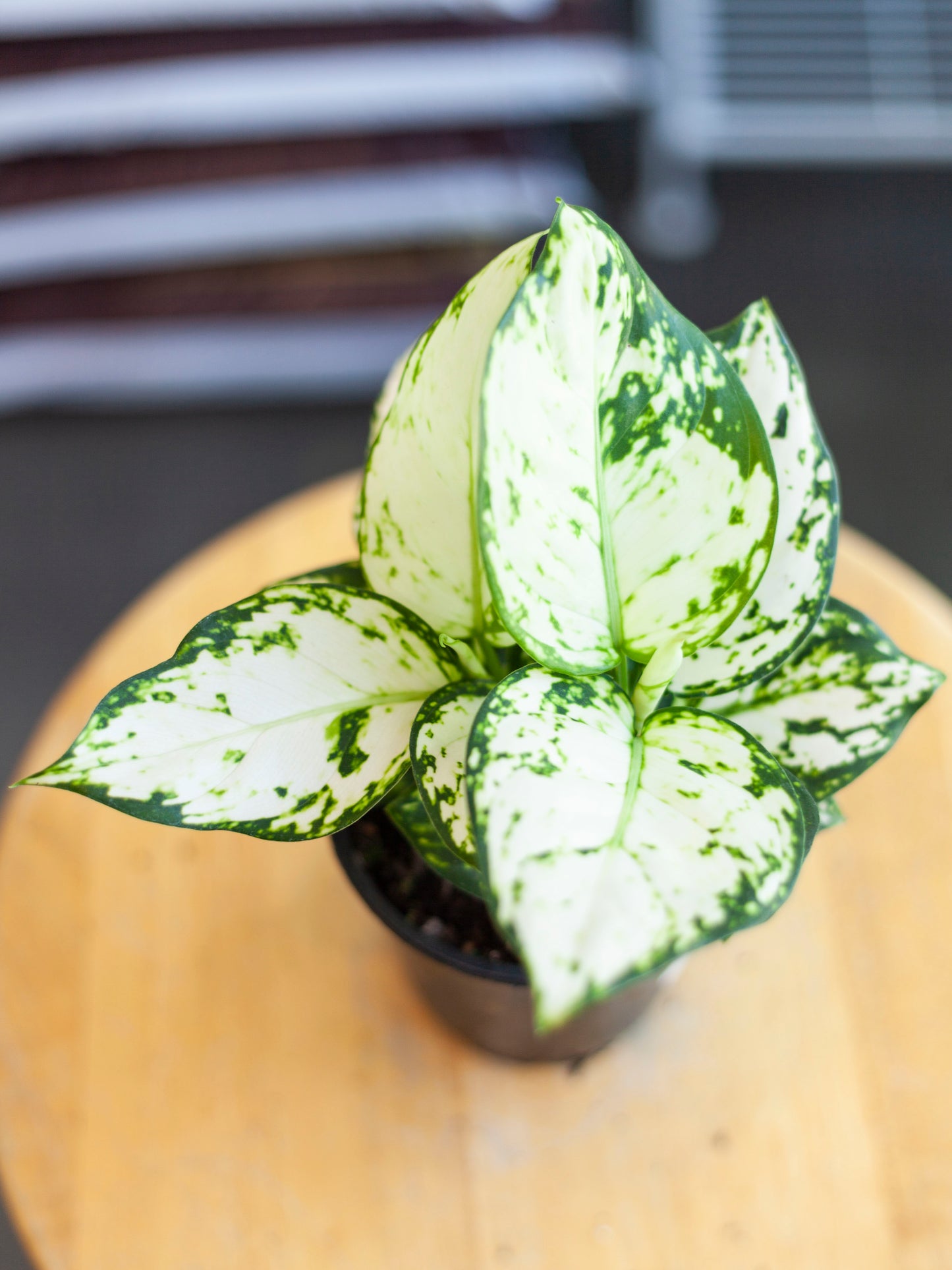 Aglaonema 'White' 4"