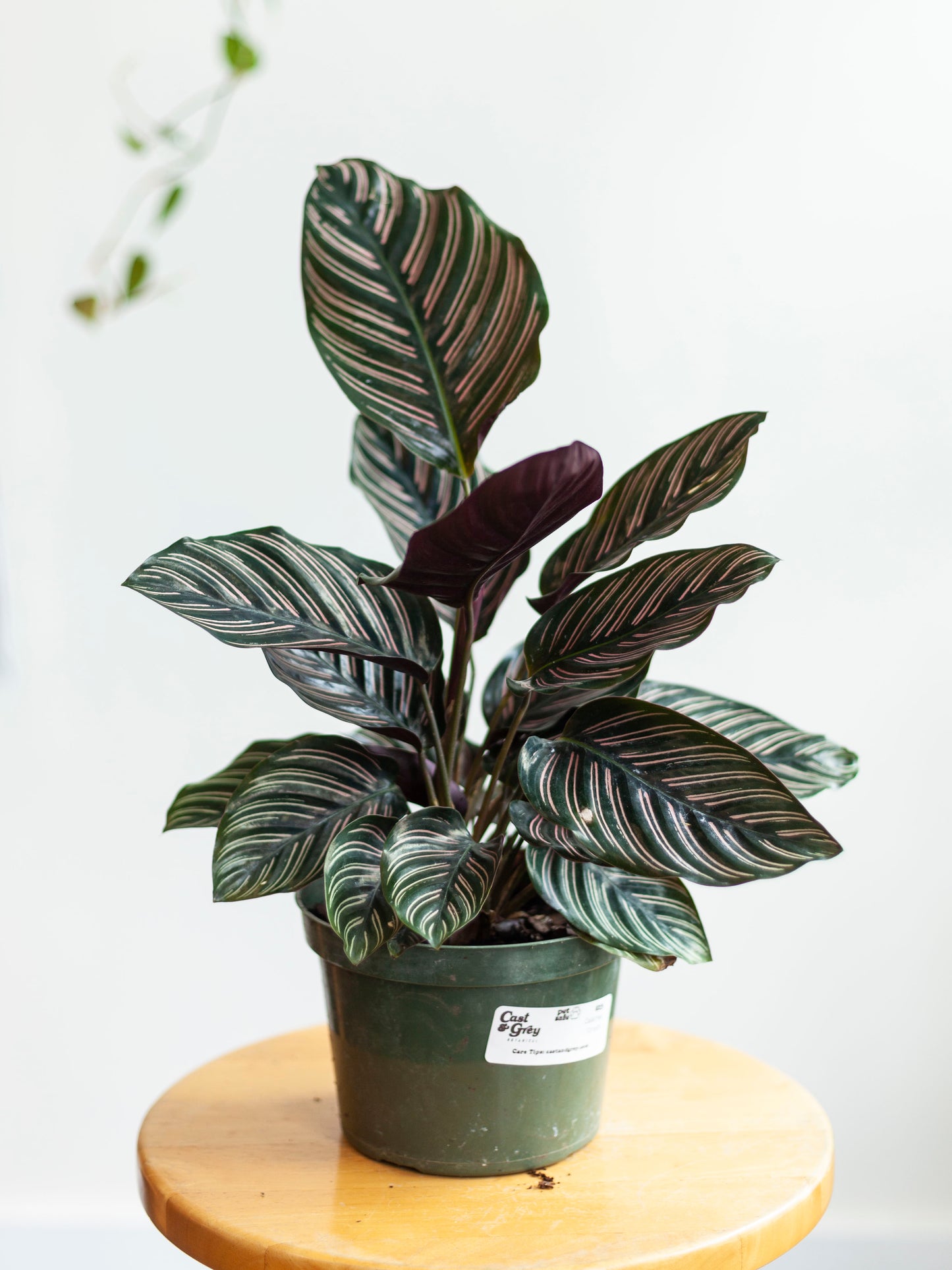 Calathea 'Ornata' 6"