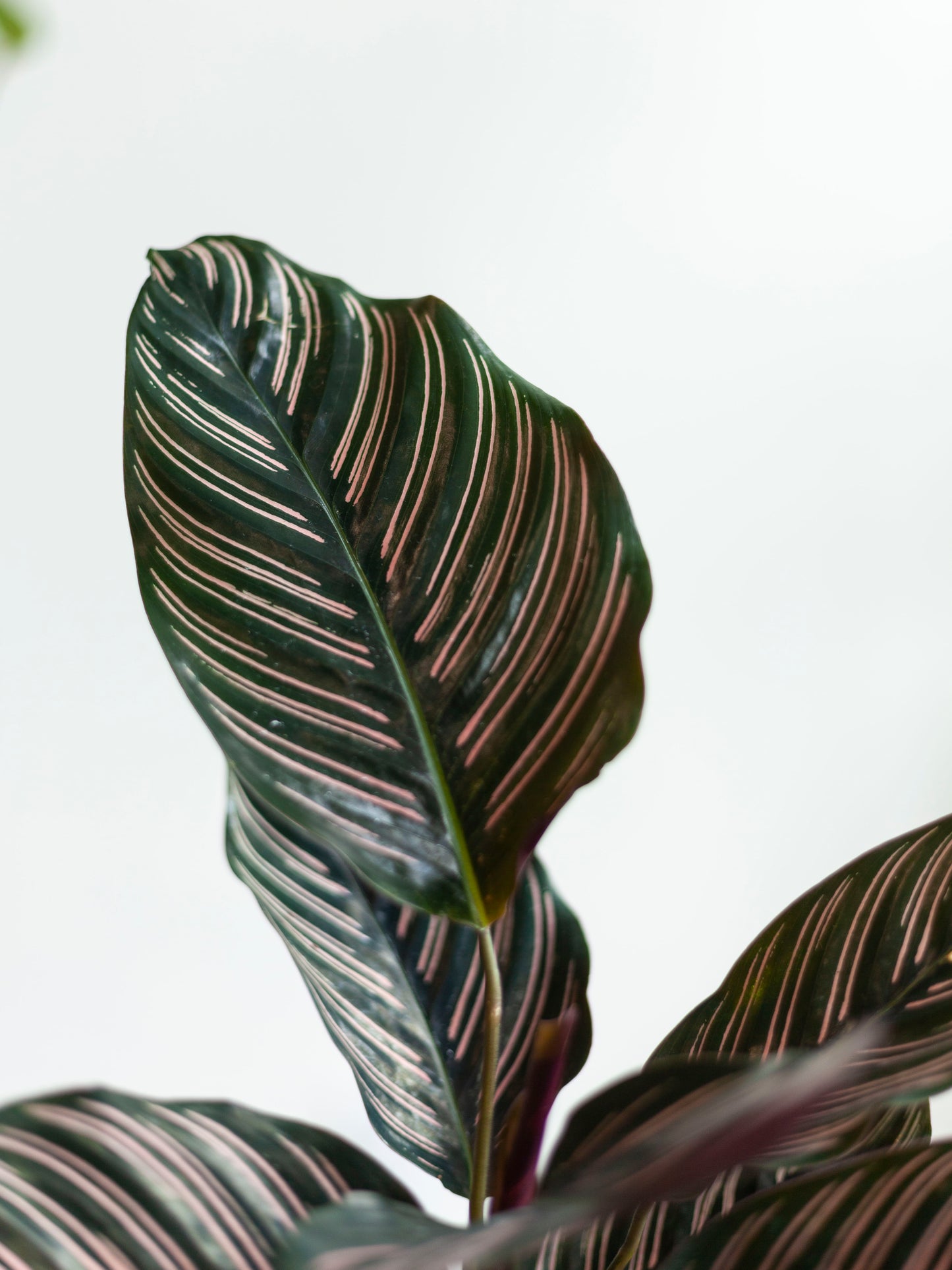 Calathea 'Ornata' 6"