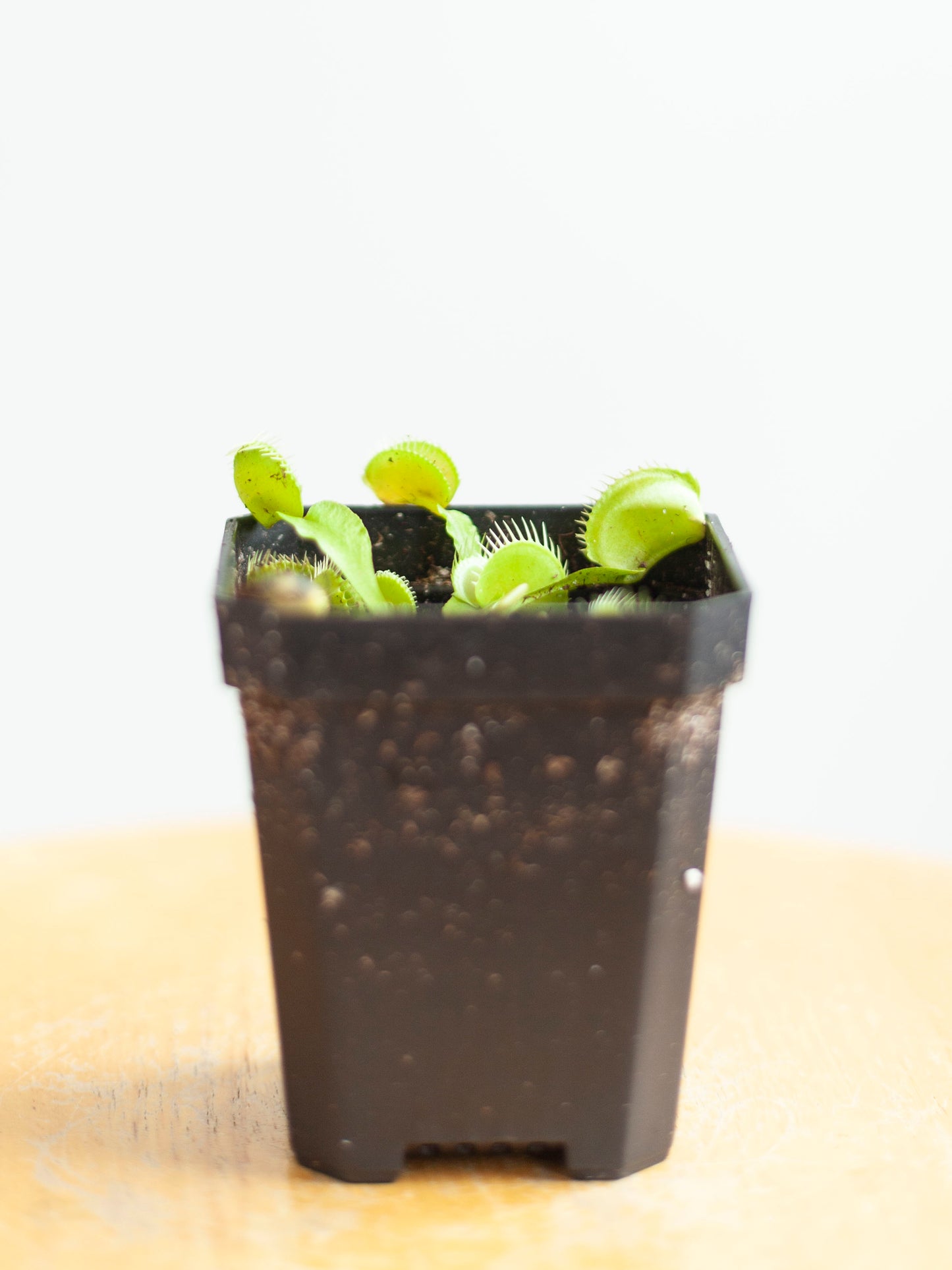 Venus Fly Trap 3"