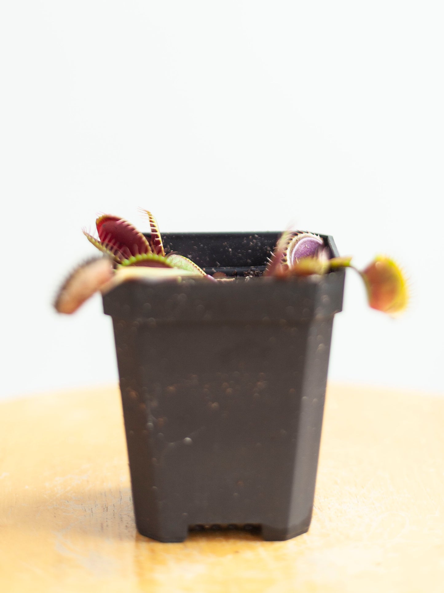 Venus Fly Trap 3"