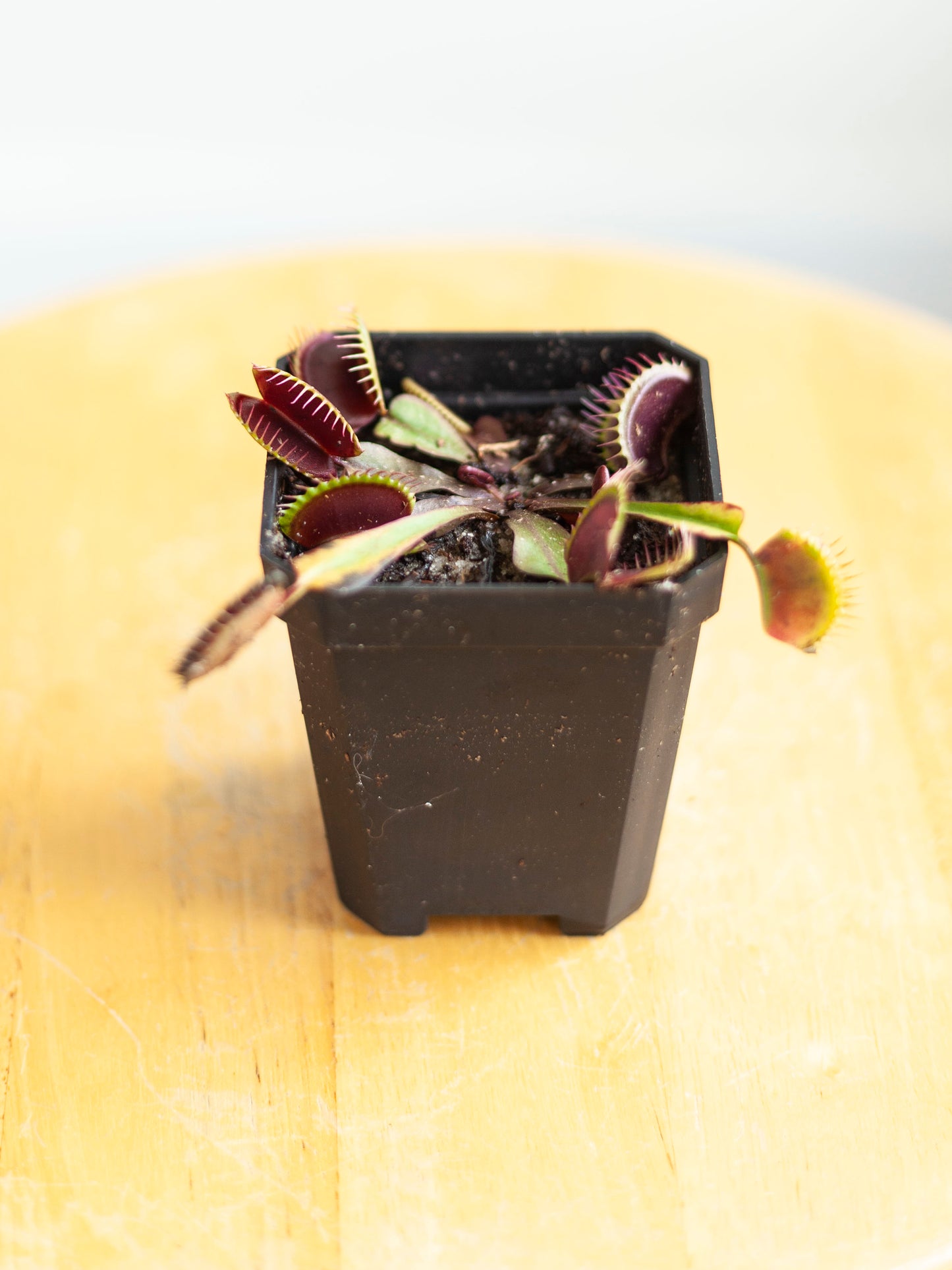 Venus Fly Trap 3"