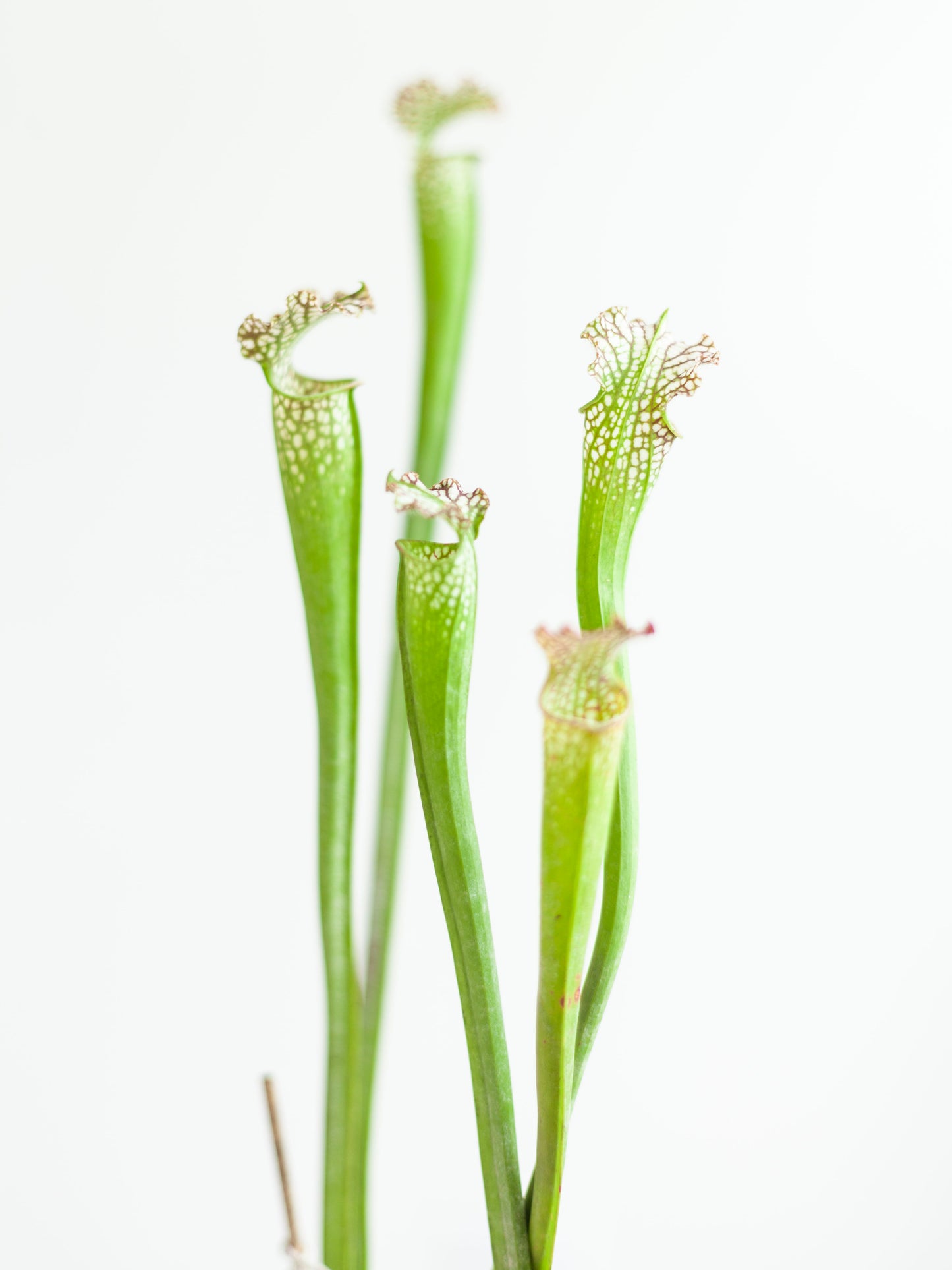 Sarracenia Pitcher Plant 4"