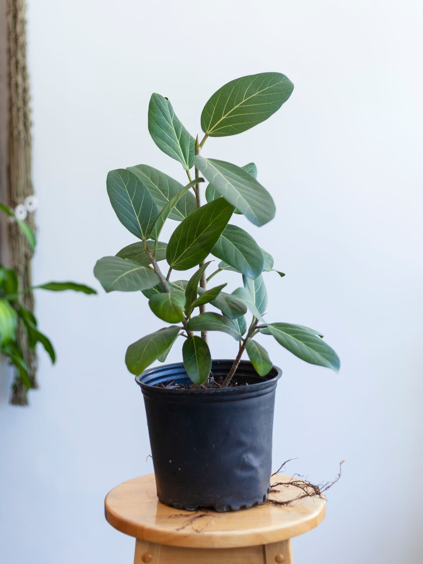 Ficus 'Audrey'  8"