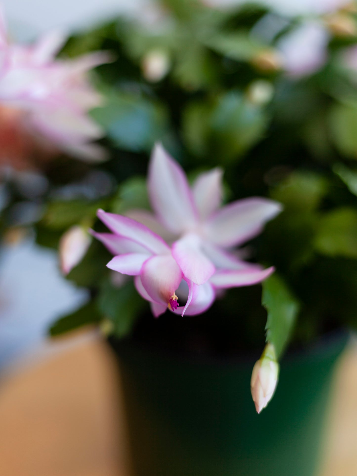 Thanksgiving Cactus 6"