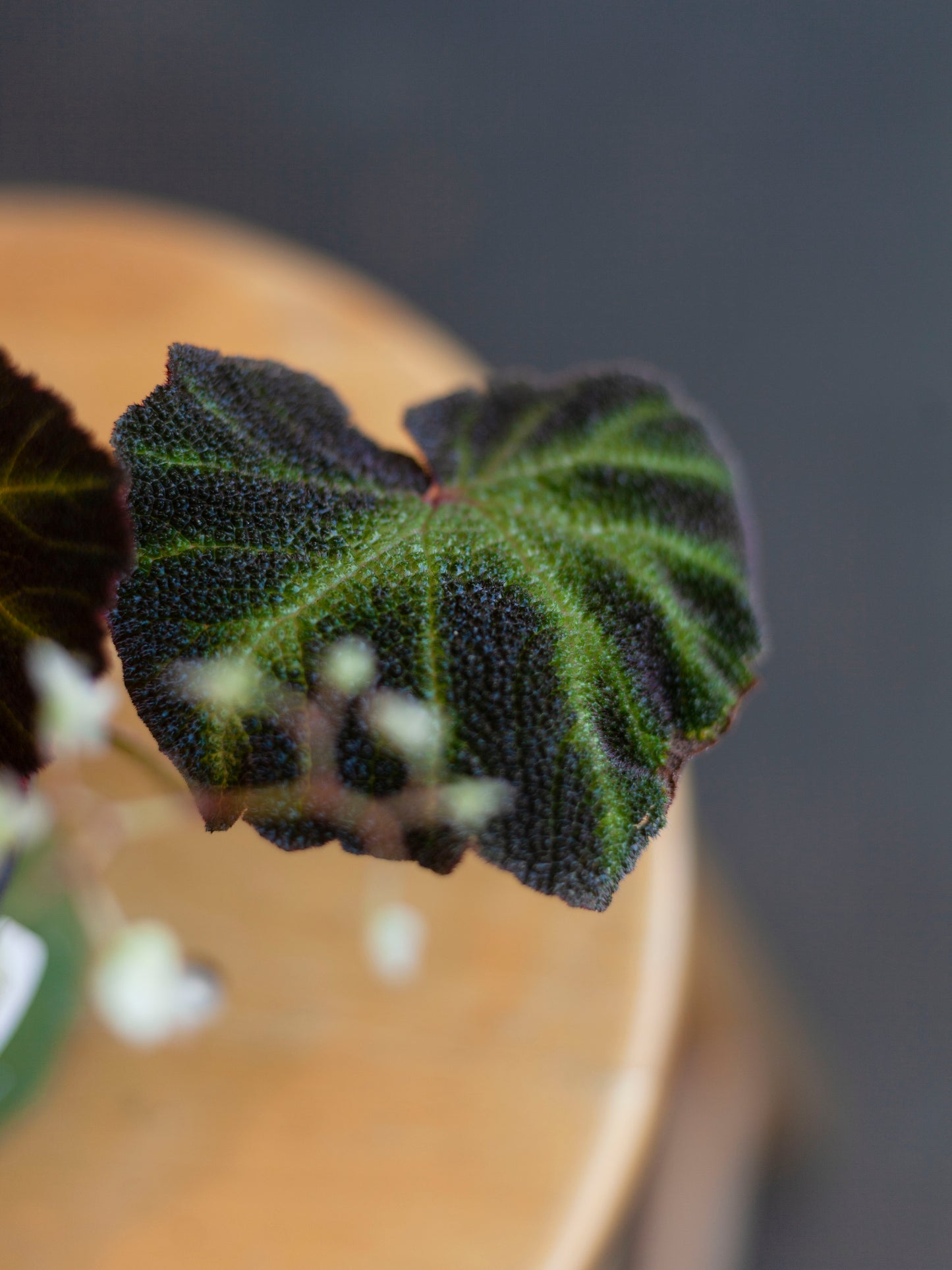 Sun-Changing Begonia 4"