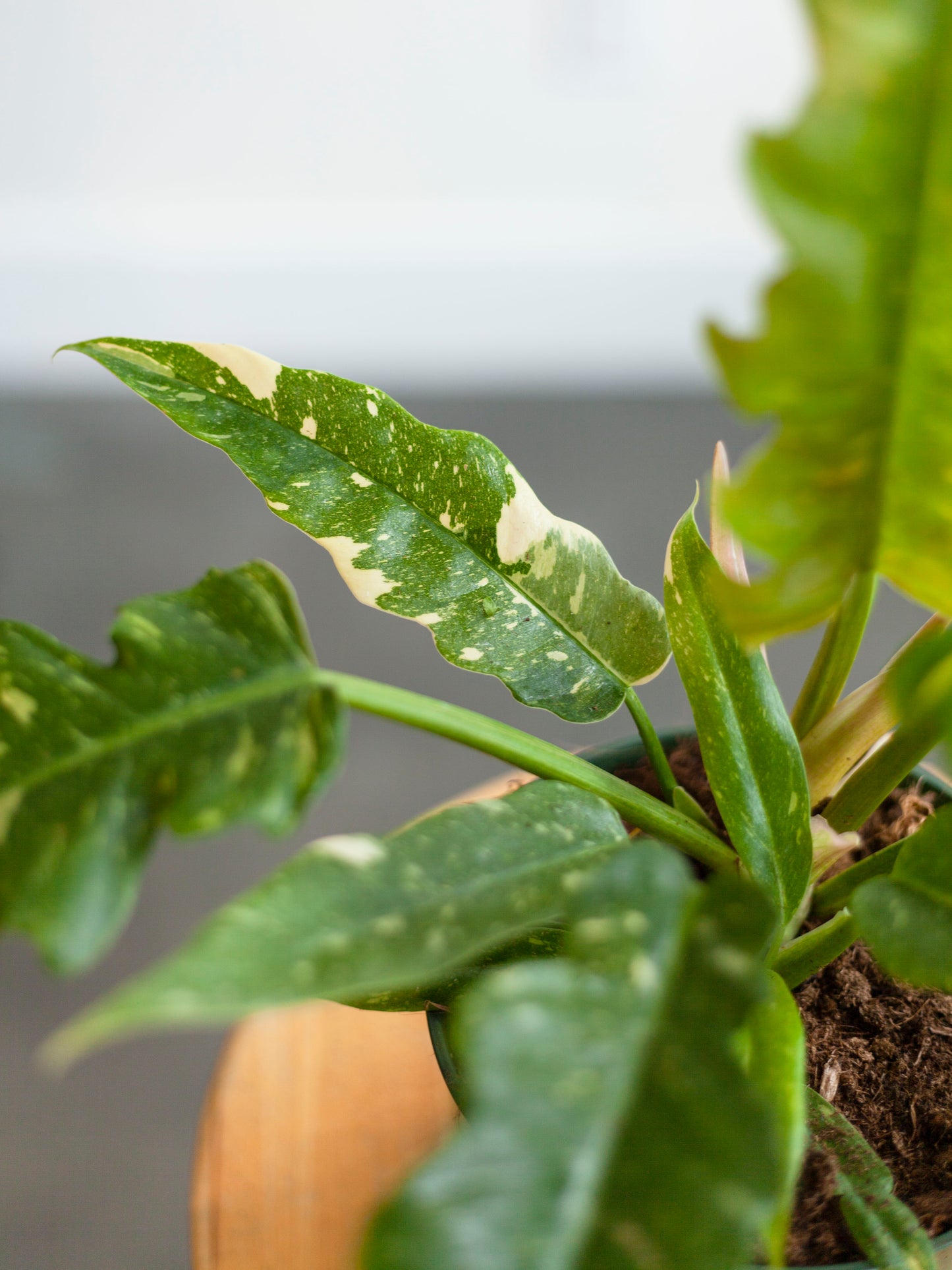 Philodendron 'Ring of Fire' 6"