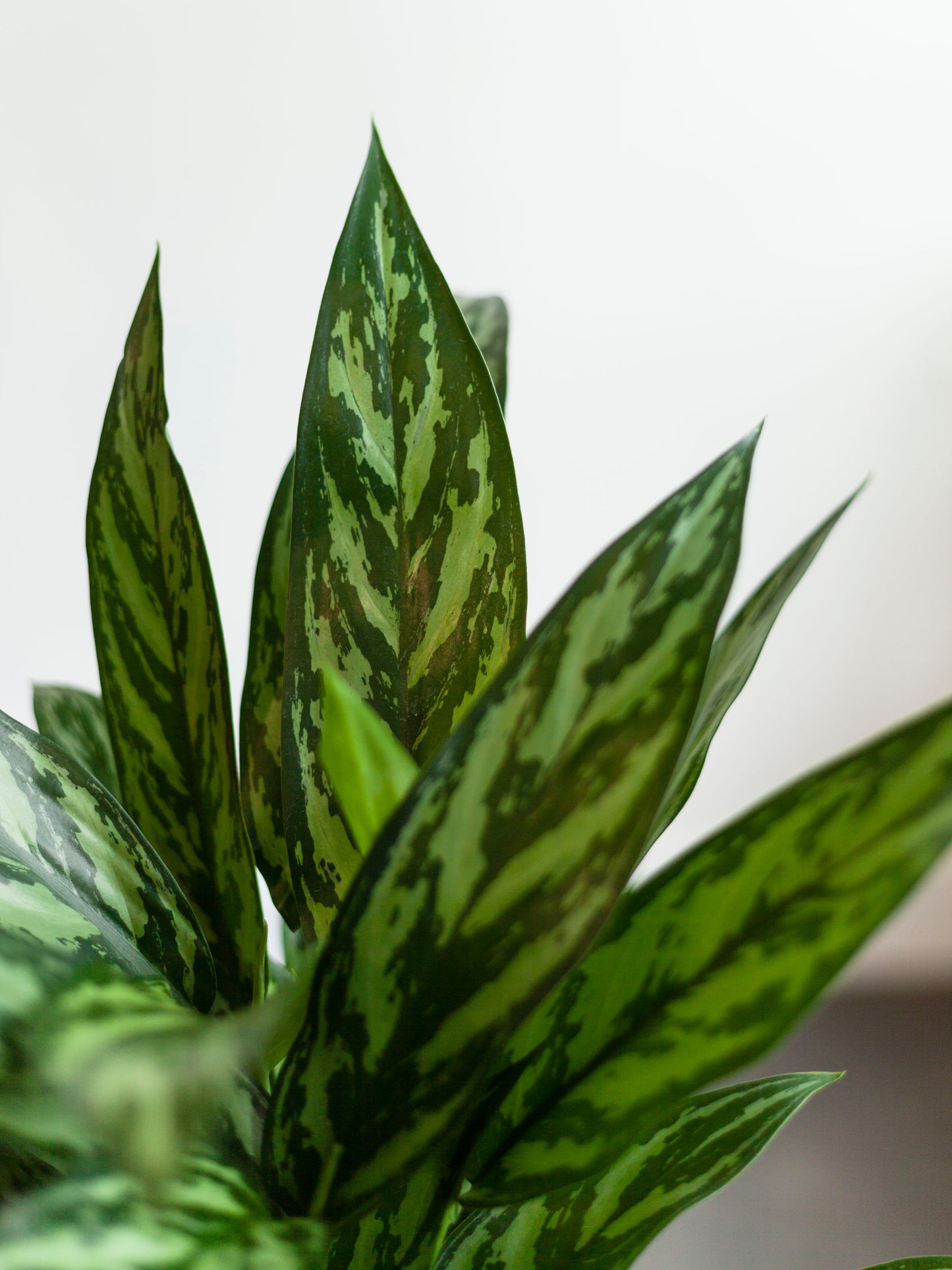 Aglaonema ‘Tigress’ 6"