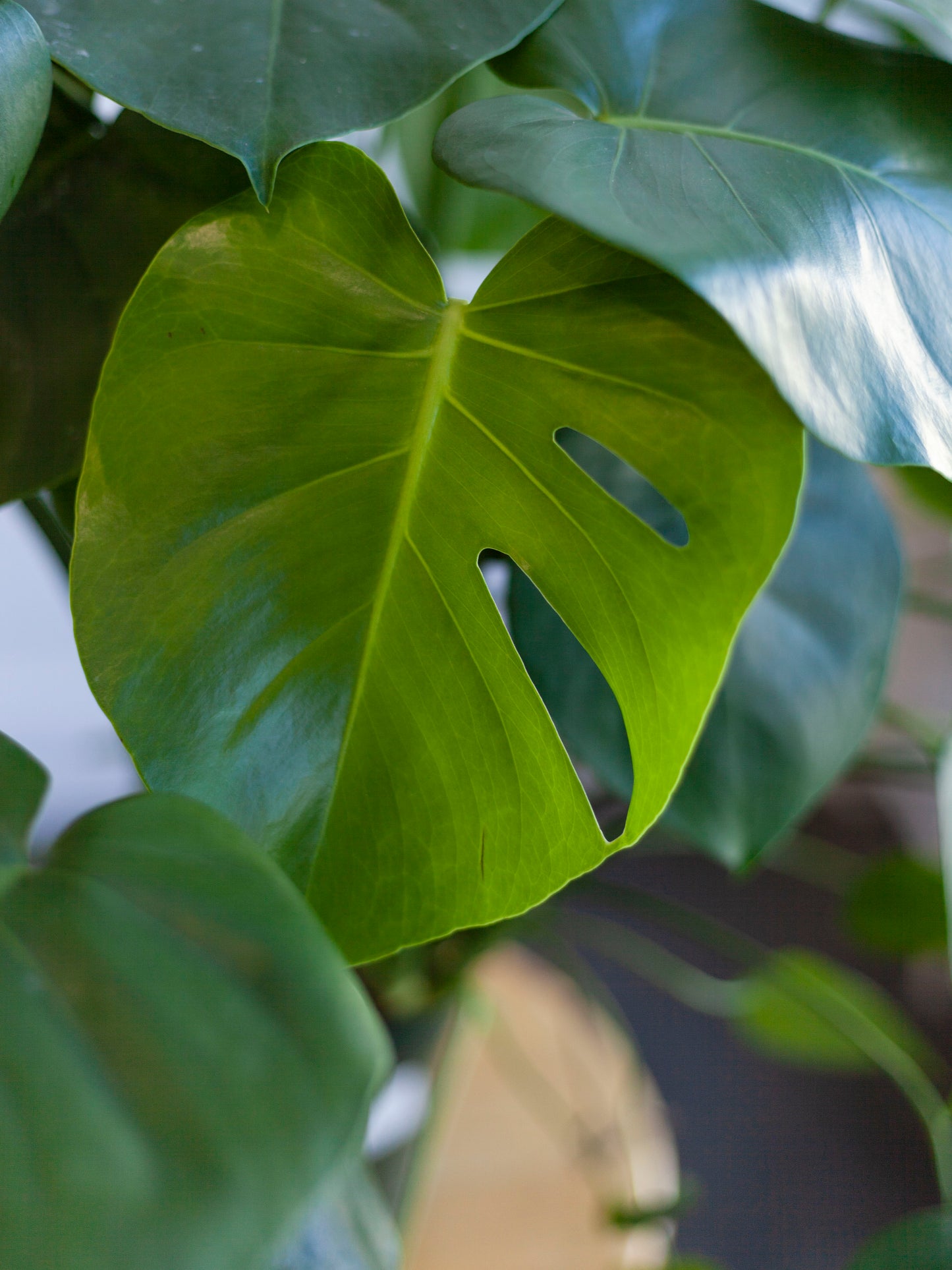 Monstera Deliciosa 6"
