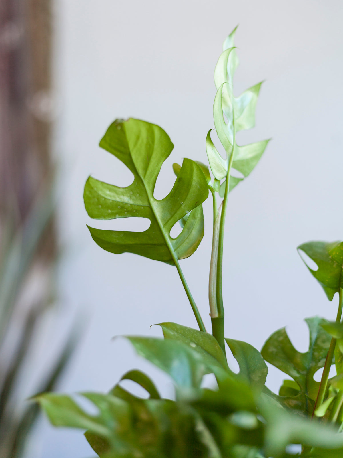 Mini Monstera 6"