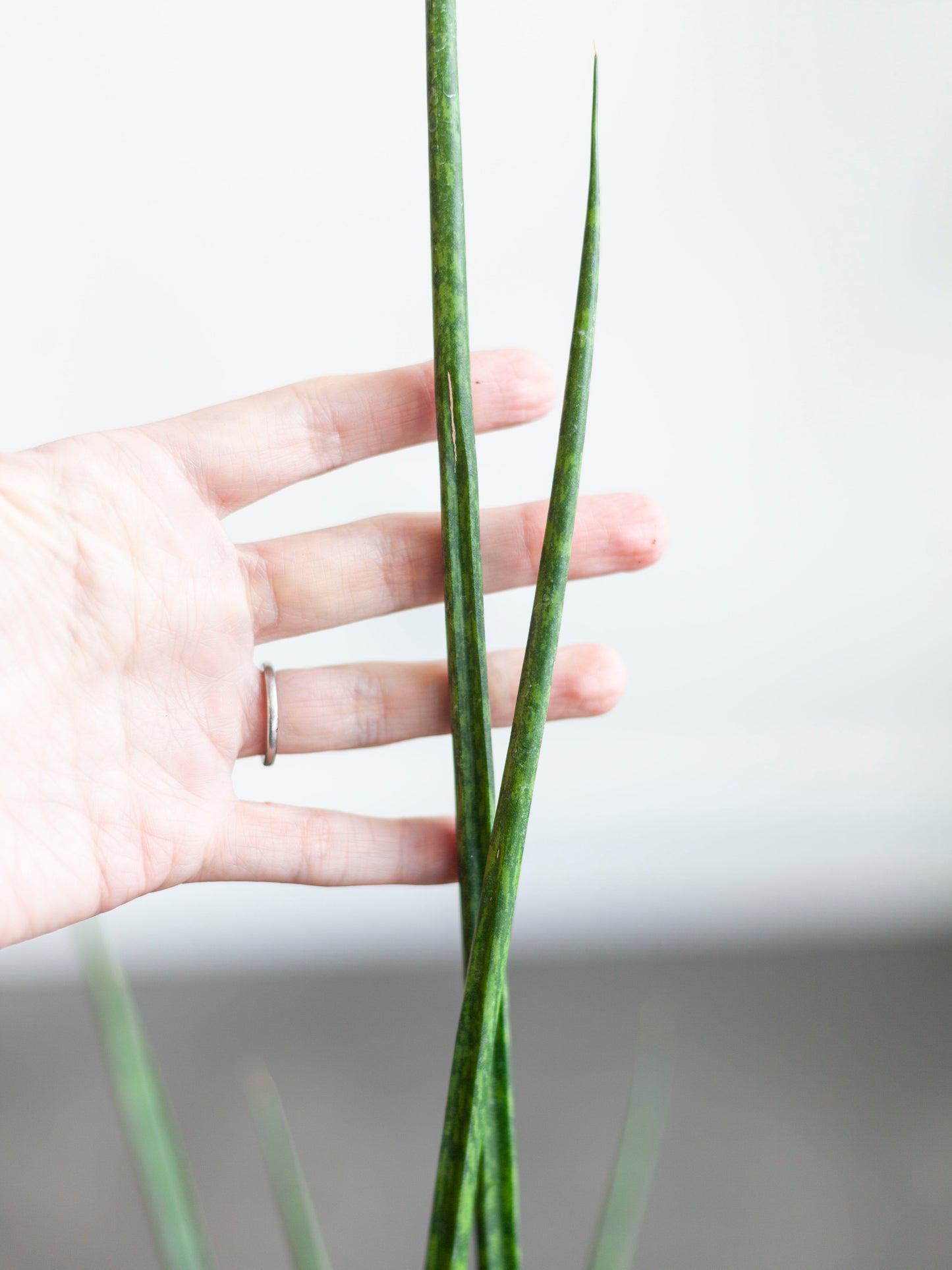 Sansevieria 'Fernwood' 6"