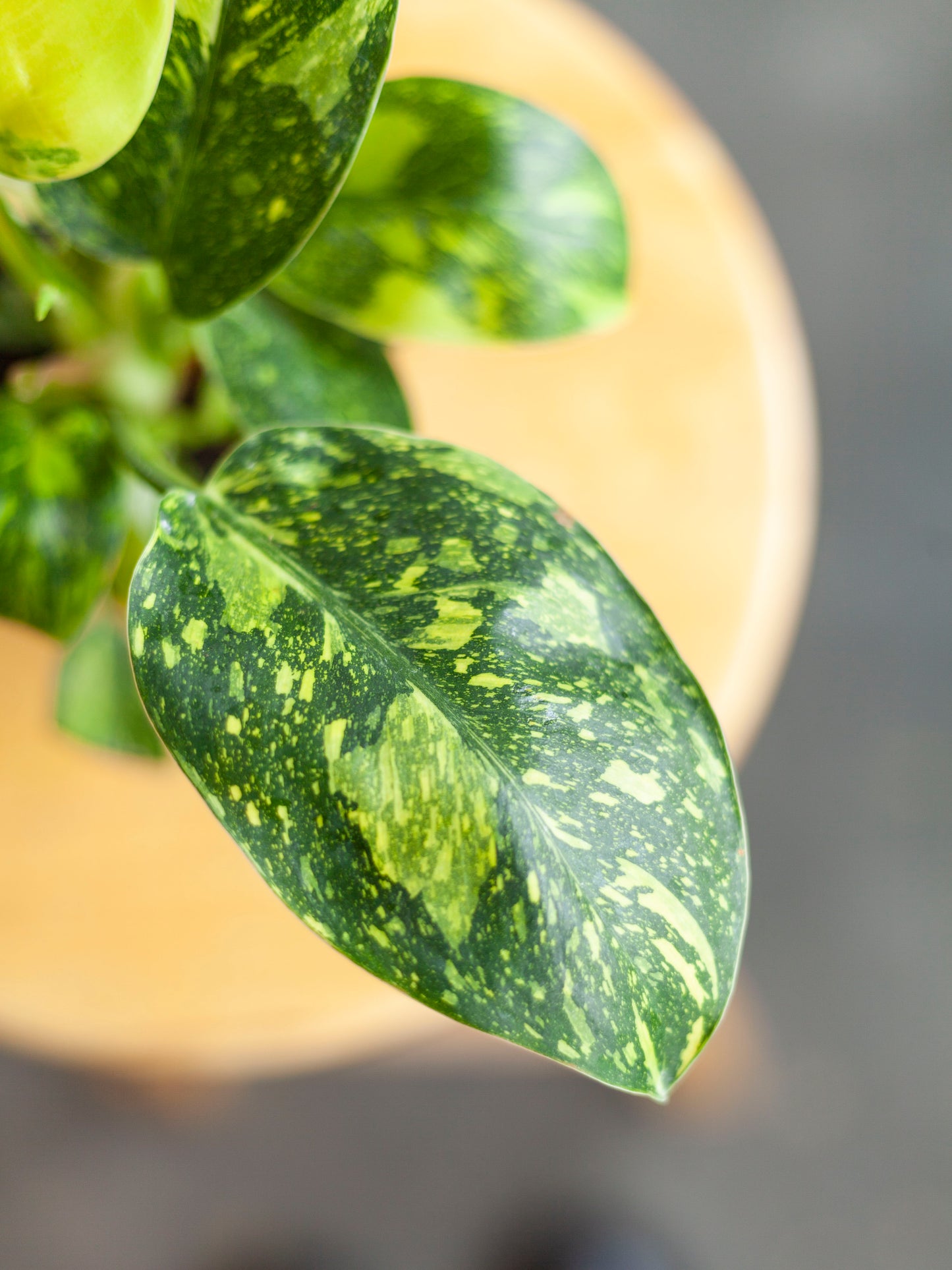 Philodendron 'Congo Nuclear' 4"