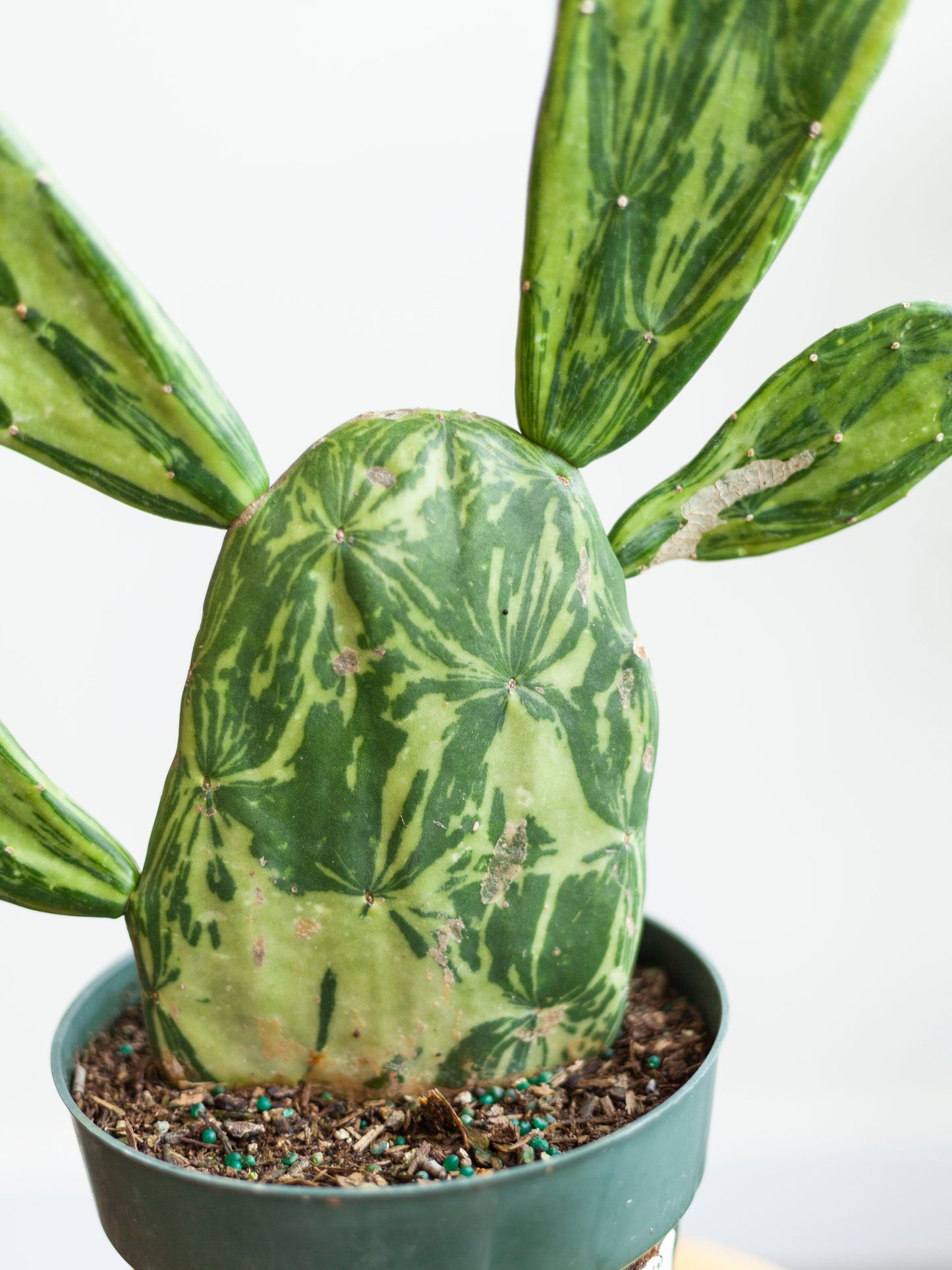 Cactus 'Opuntia Cochenillifera' Var. 6"