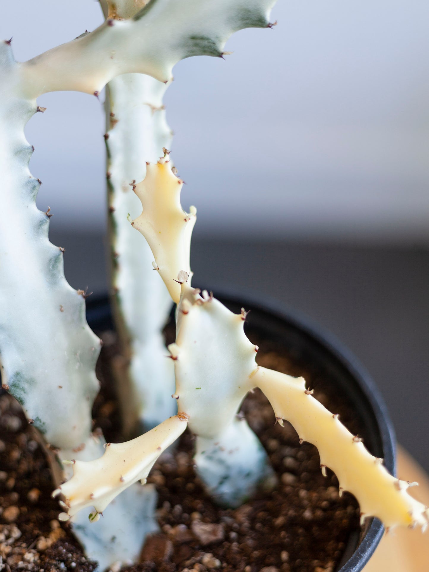 Euphorbia 'Ghost' 6"