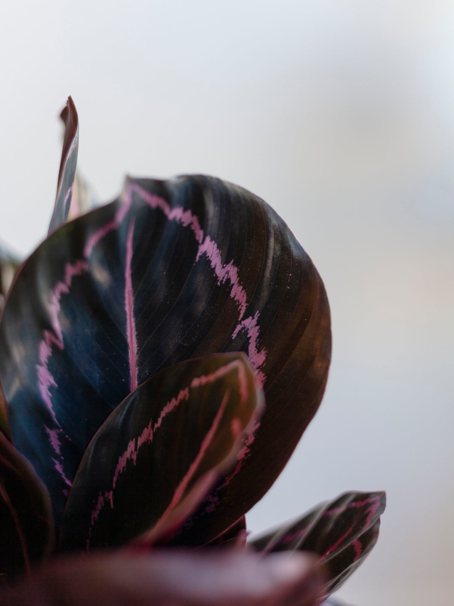 Calathea 'Dottie' 6"