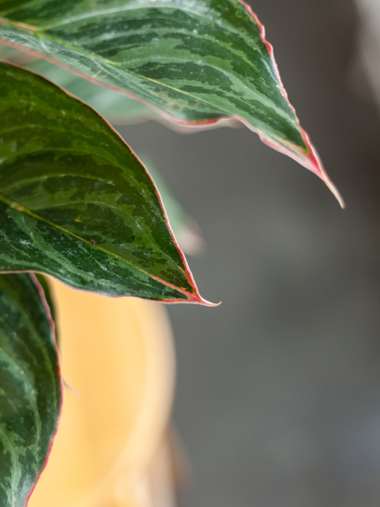 Aglaonema 'Pink' 6"