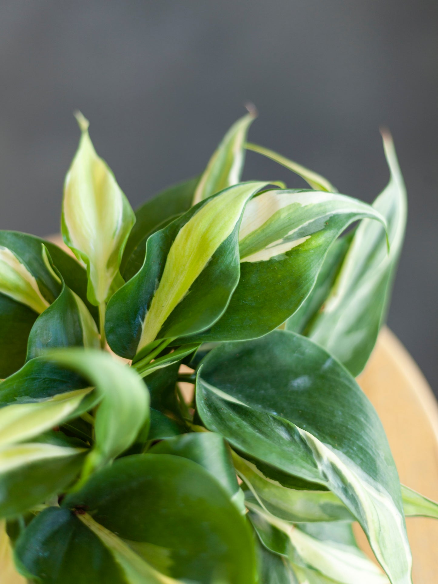 Philodendron 'Rio Silver Stripe'4"