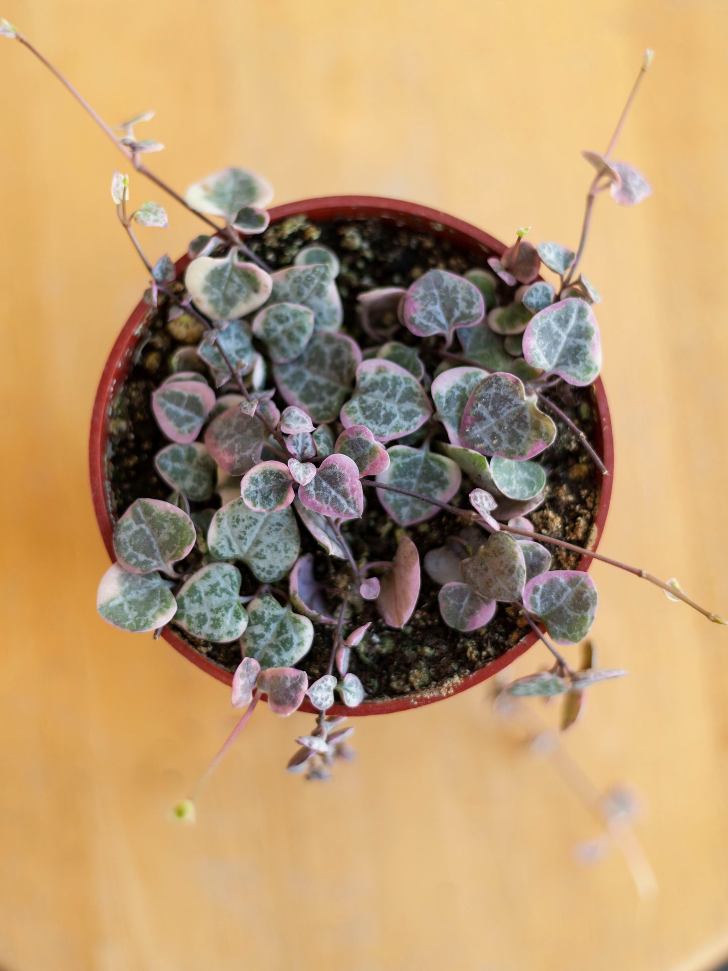 String of Hearts (Variegated) 4"