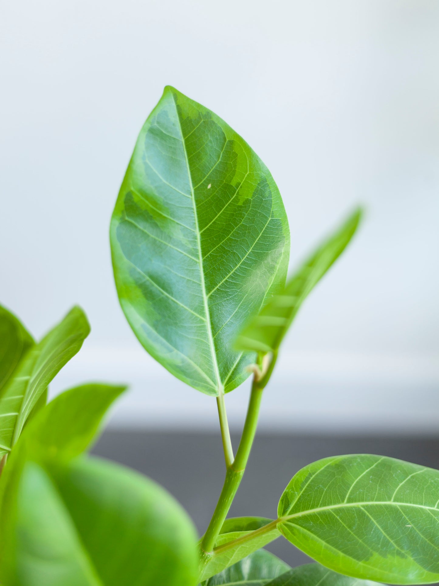 Ficus 'Altissima' 6"