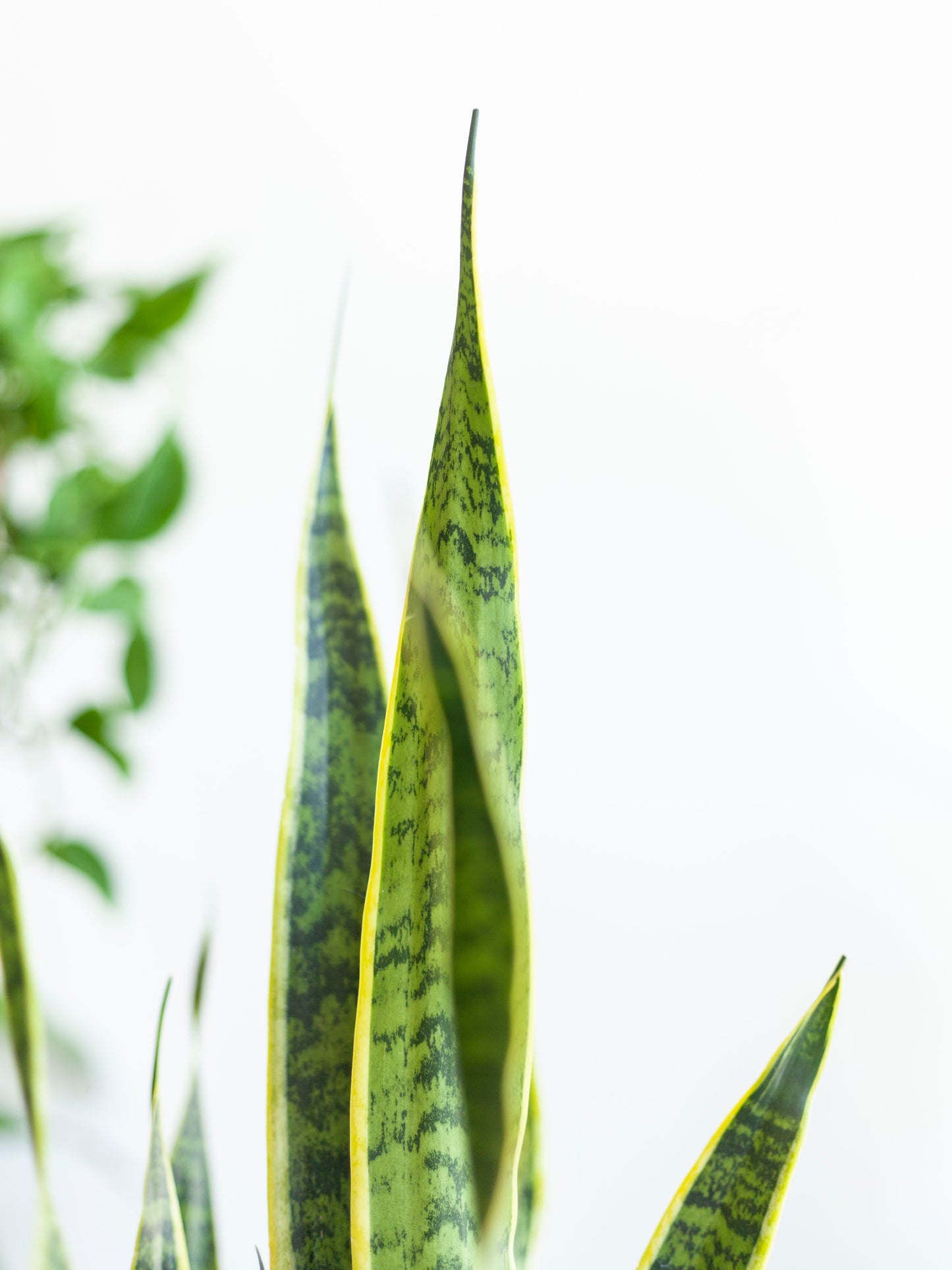 Sansevieria 'Laurentii' 8"