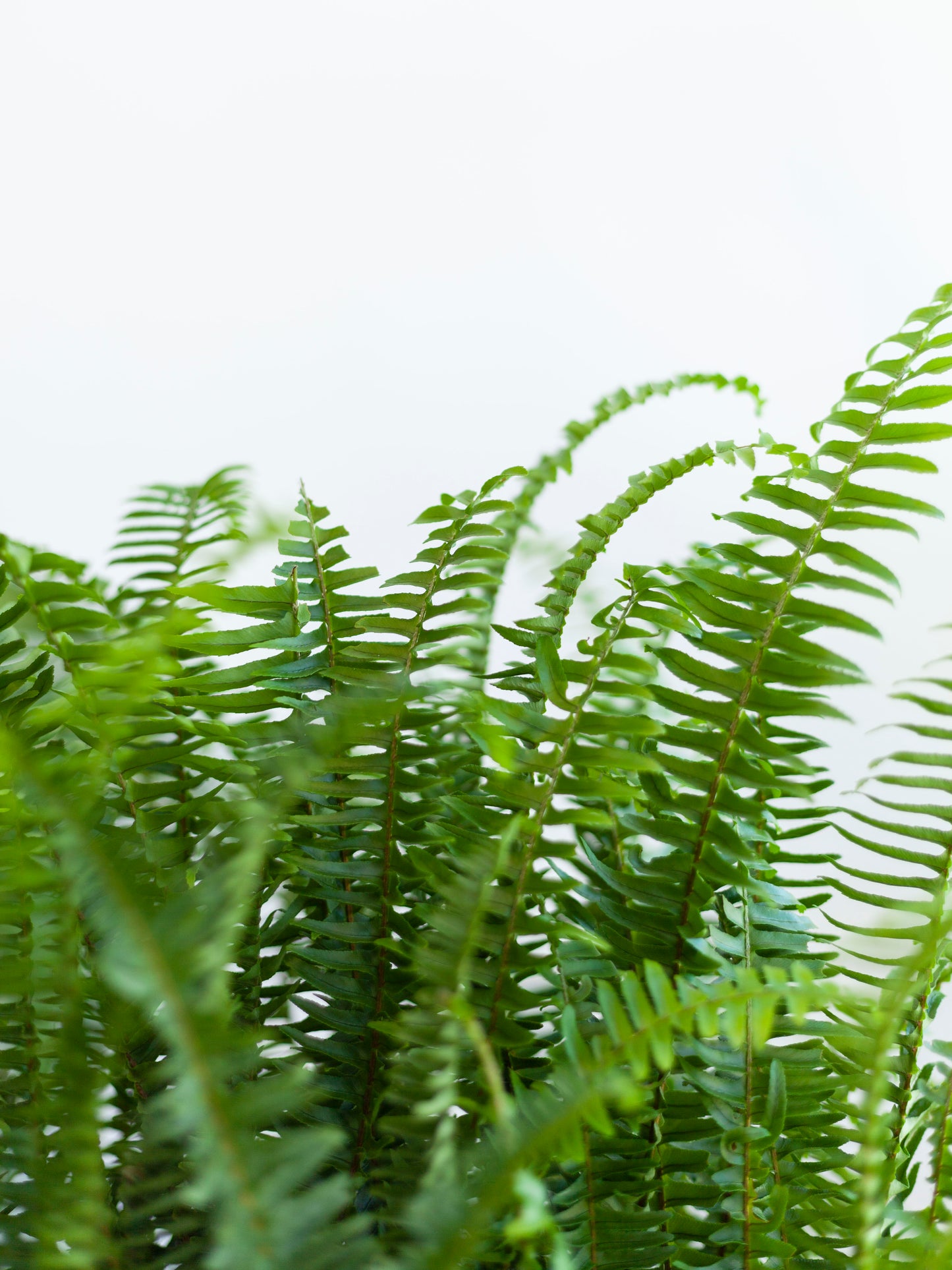Kimberly Queen Fern 6"
