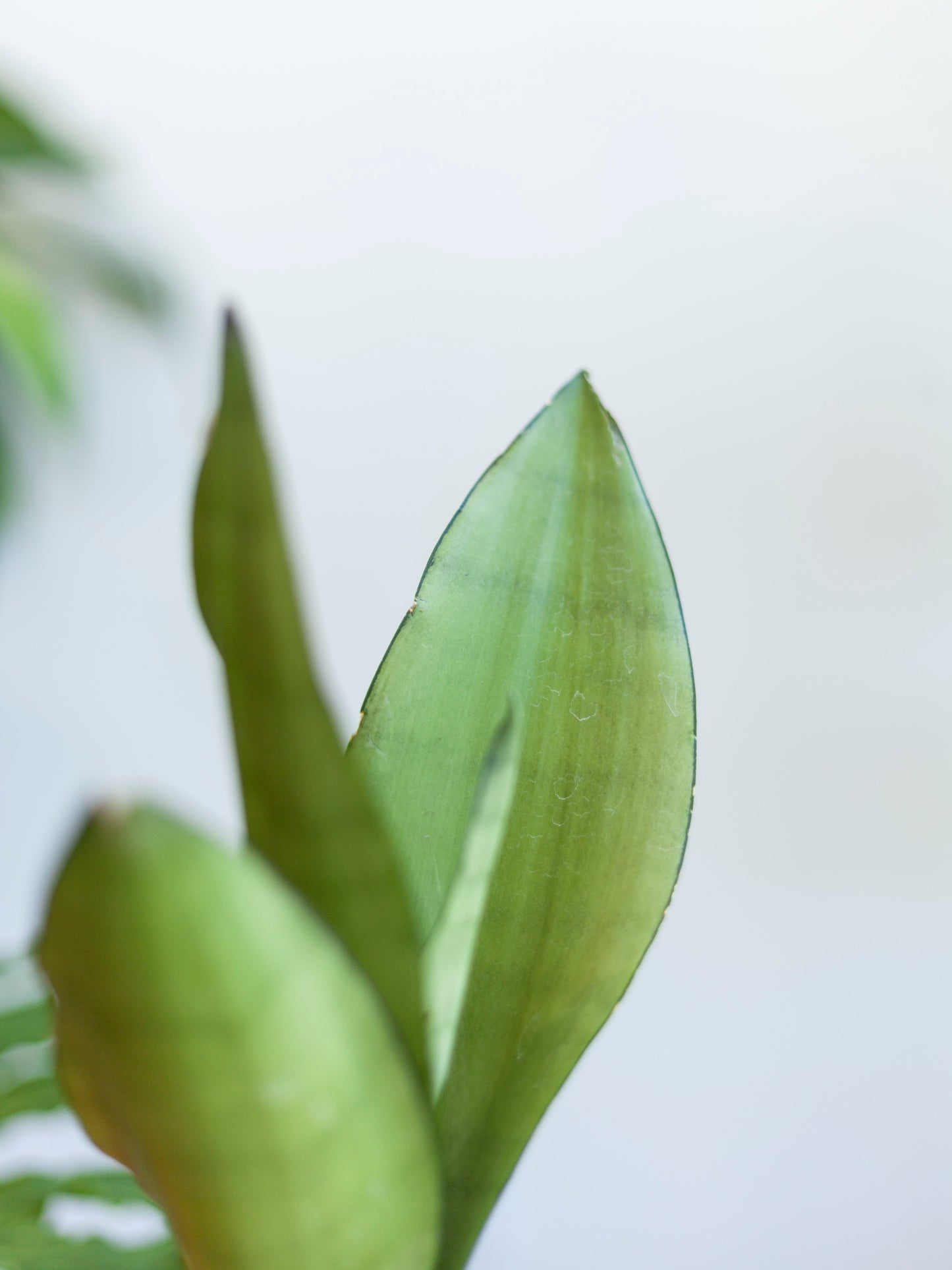 Sansevieria 'Moonshine' 4"
