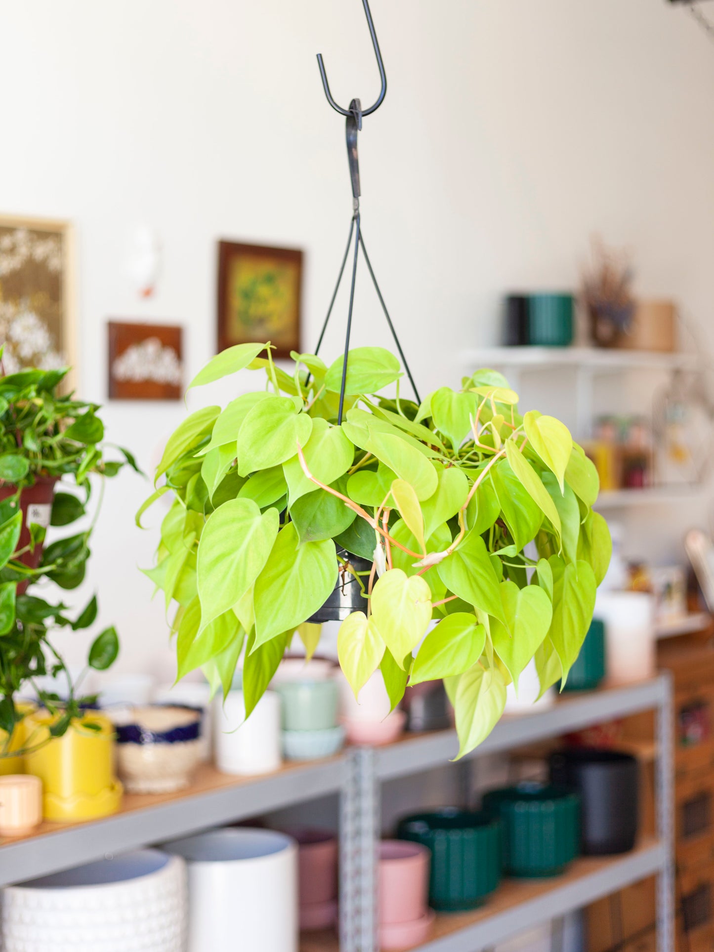 Philodendron 'Lemon-Lime' Hanging Basket 8"