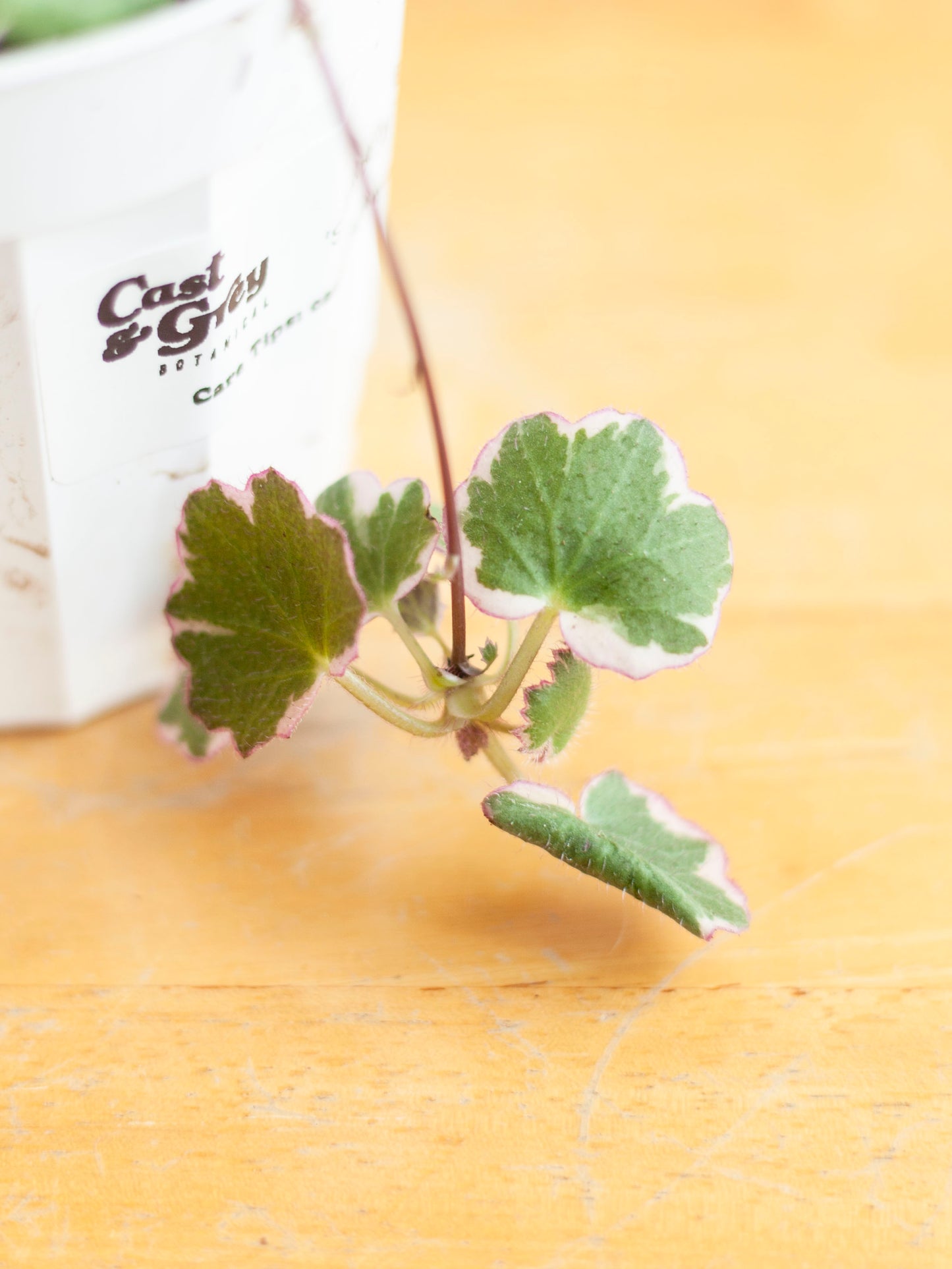 Begonia 'Strawberry Tricolor' 4"