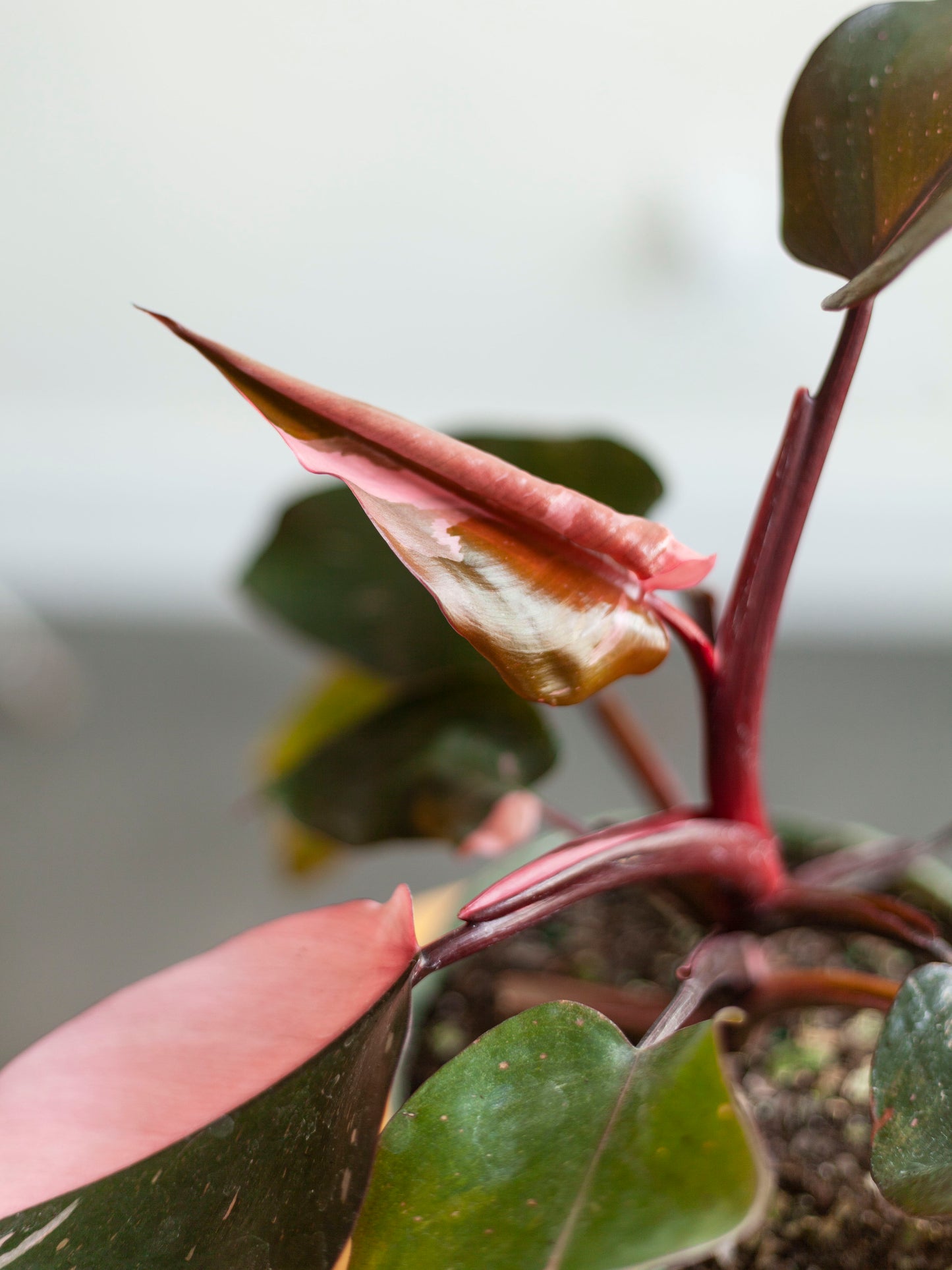 Philodendron 'Pink Princess' 6"