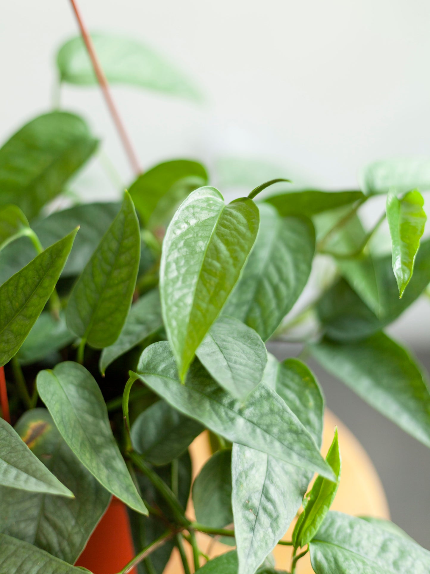 Pothos 'Cebu Blue' Hanging Basket 6"