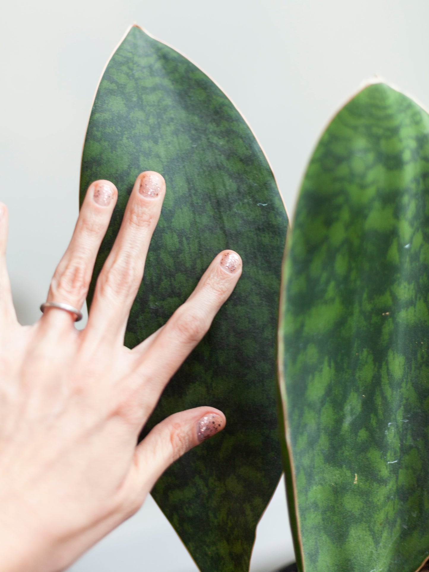 Sansevieria 'Whale Fin' 6"