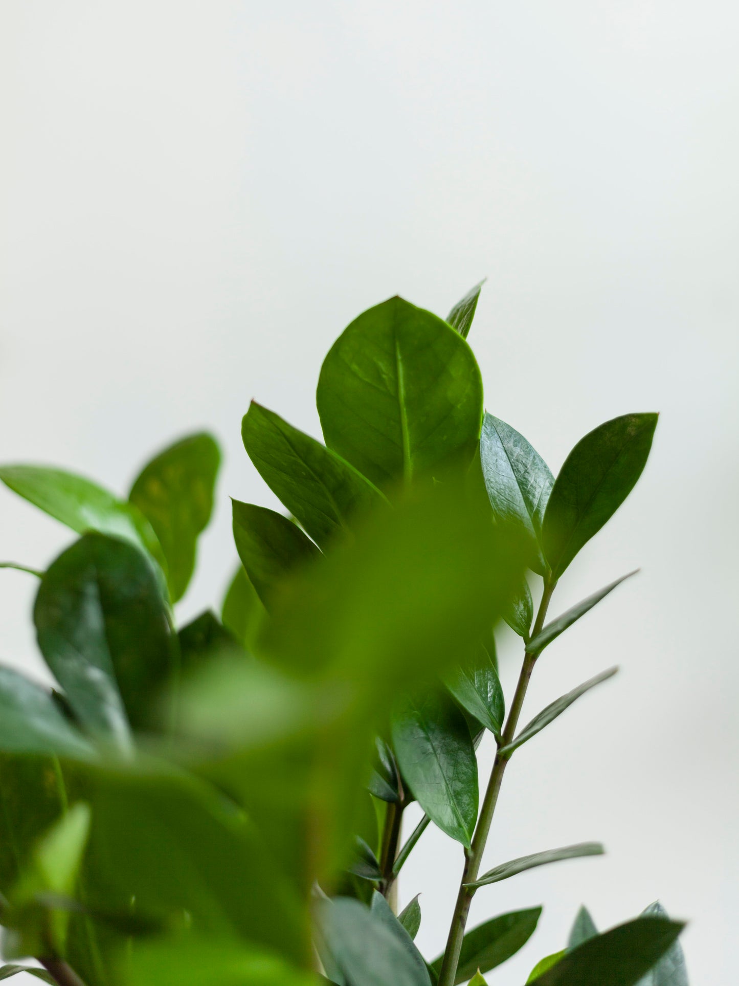 ZZ Plant 6"