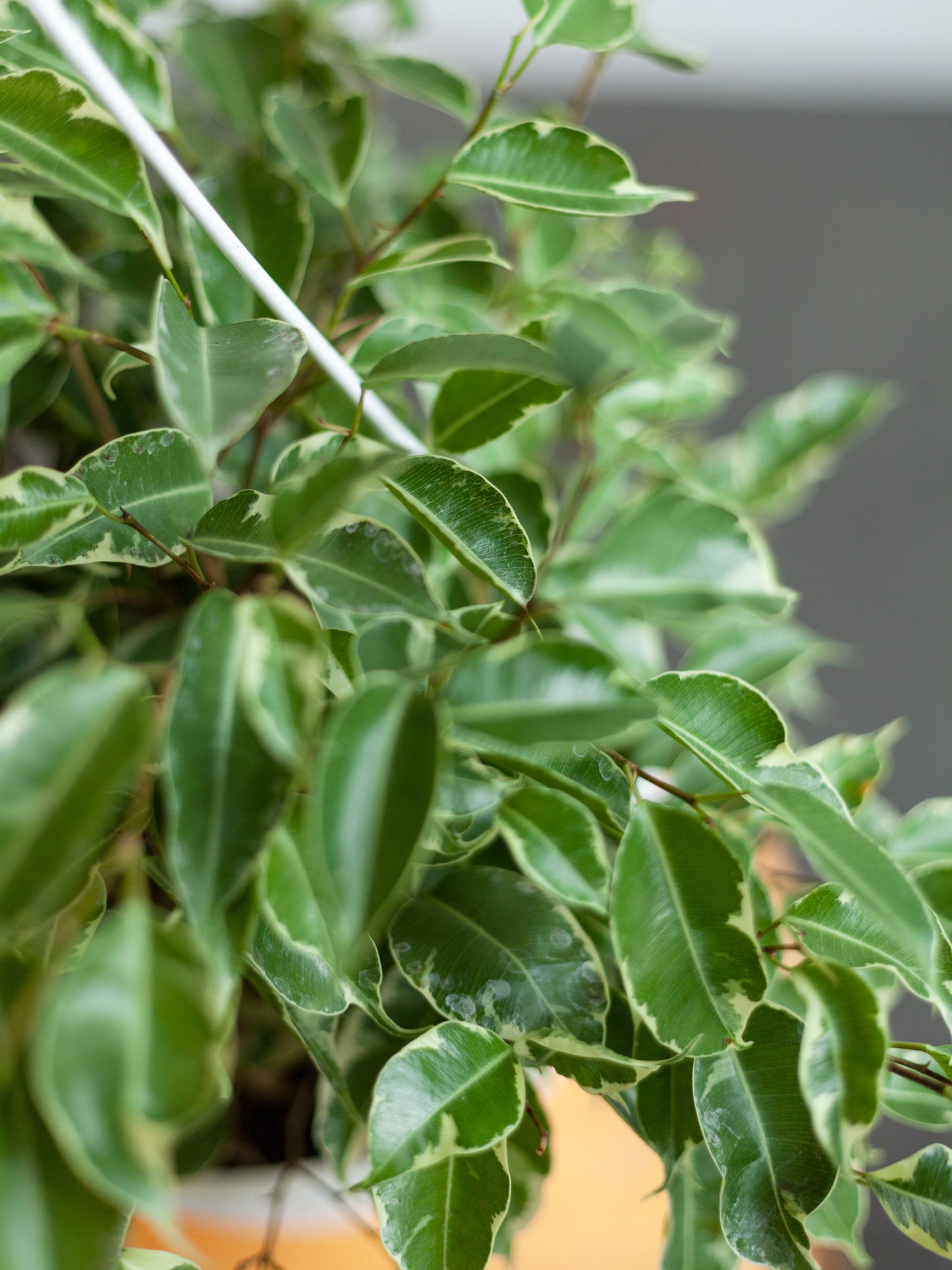 Ficus 'Starlight' Hanging Basket 8"