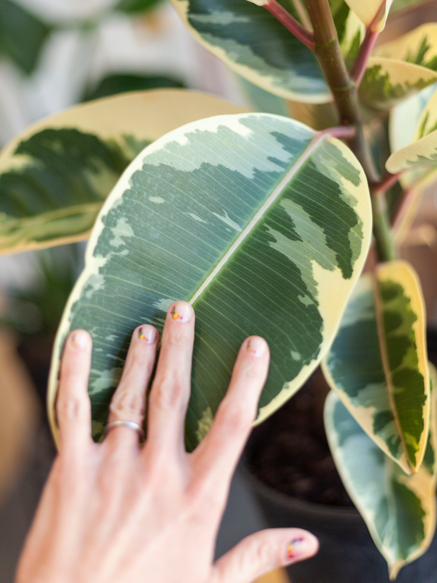 Ficus 'Tineke' Column 2pp 10"