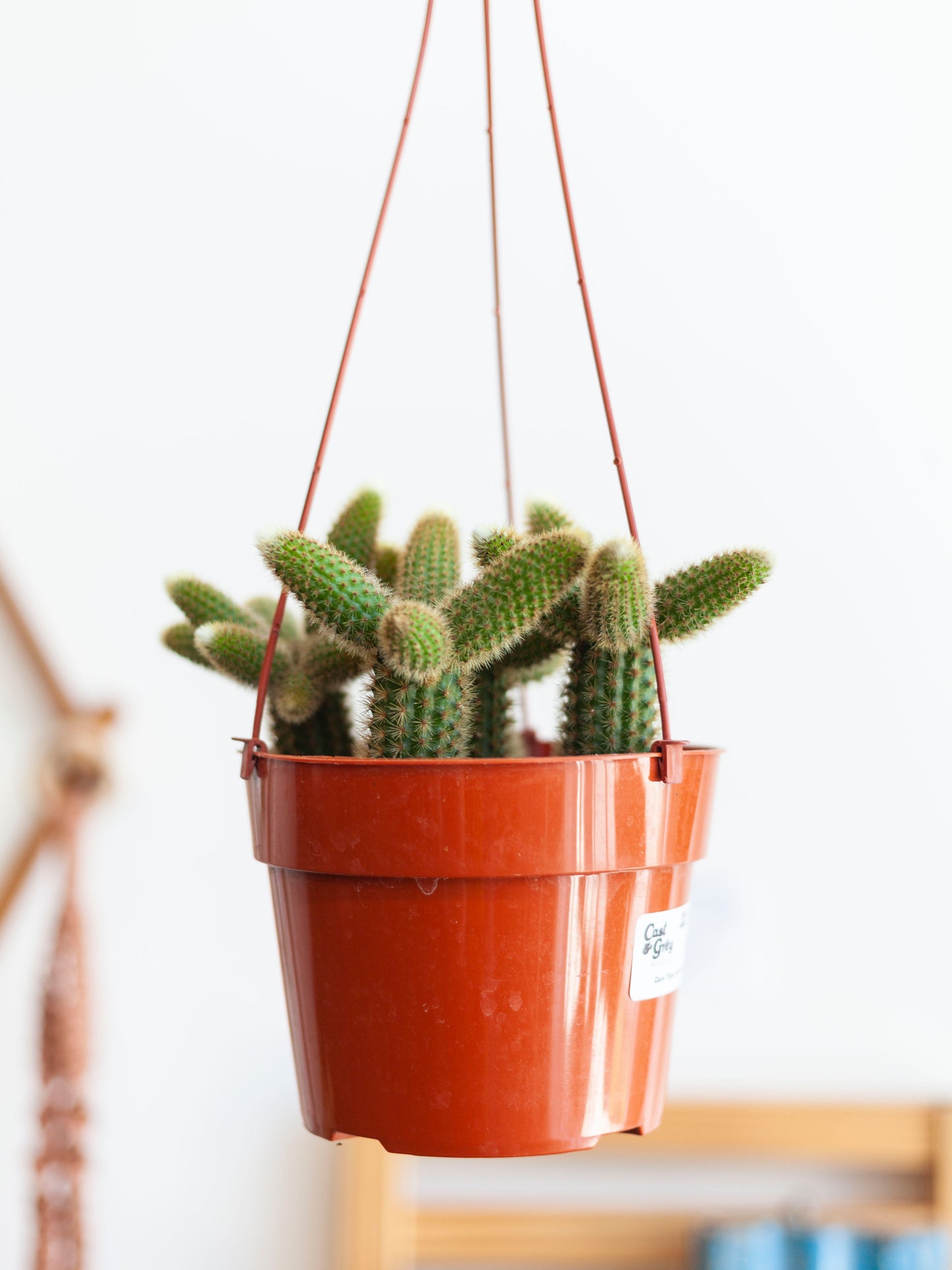 Golden Rat Tail Cactus Hanging Basket 6"