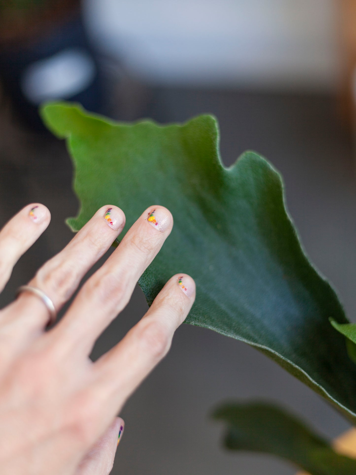 Staghorn Fern 6"