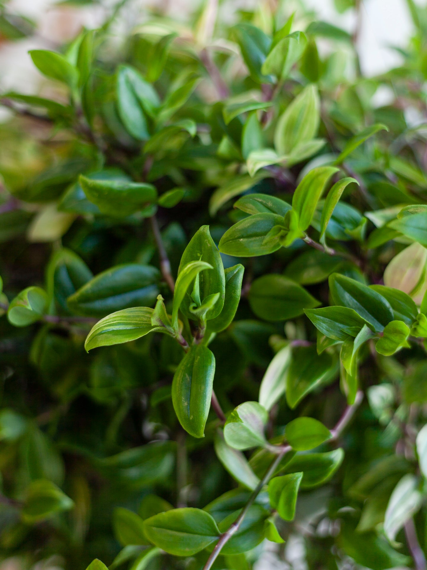 Tradescantia 'Rainbow' 10"