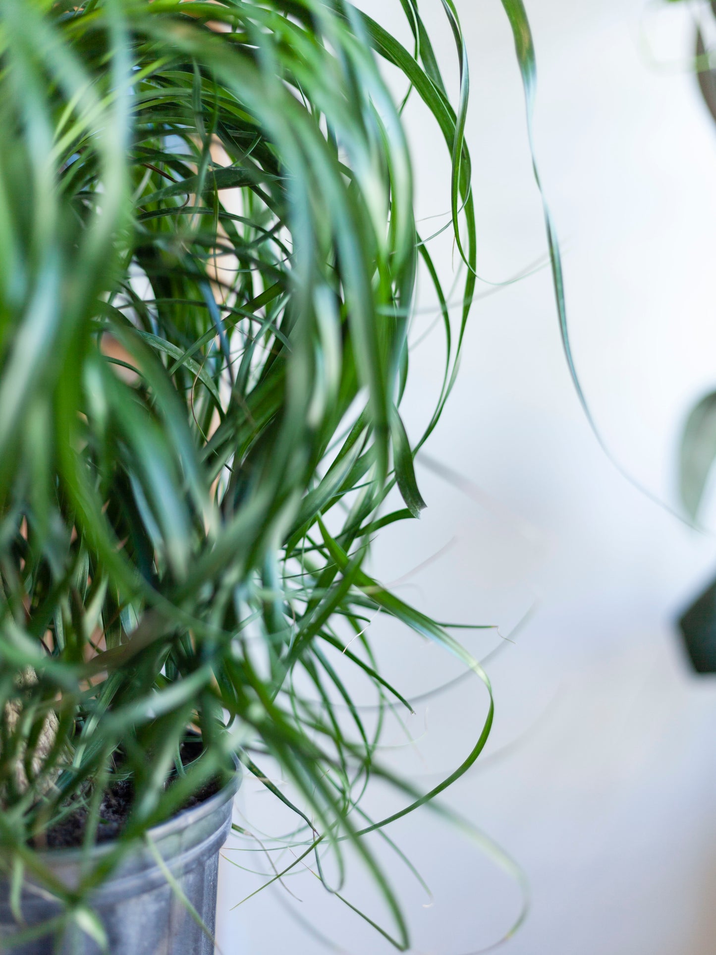 Ponytail Palm 10"