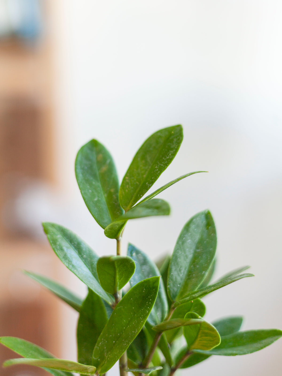 ZZ Plant 4"