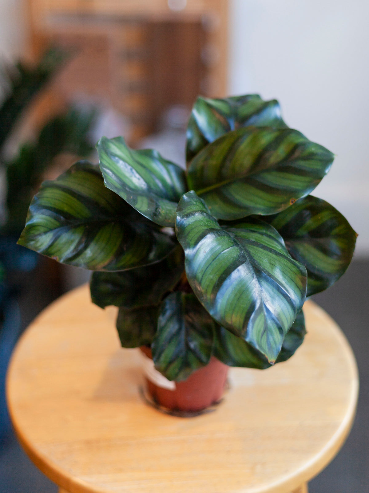 Calathea 'Fasciata' 4"